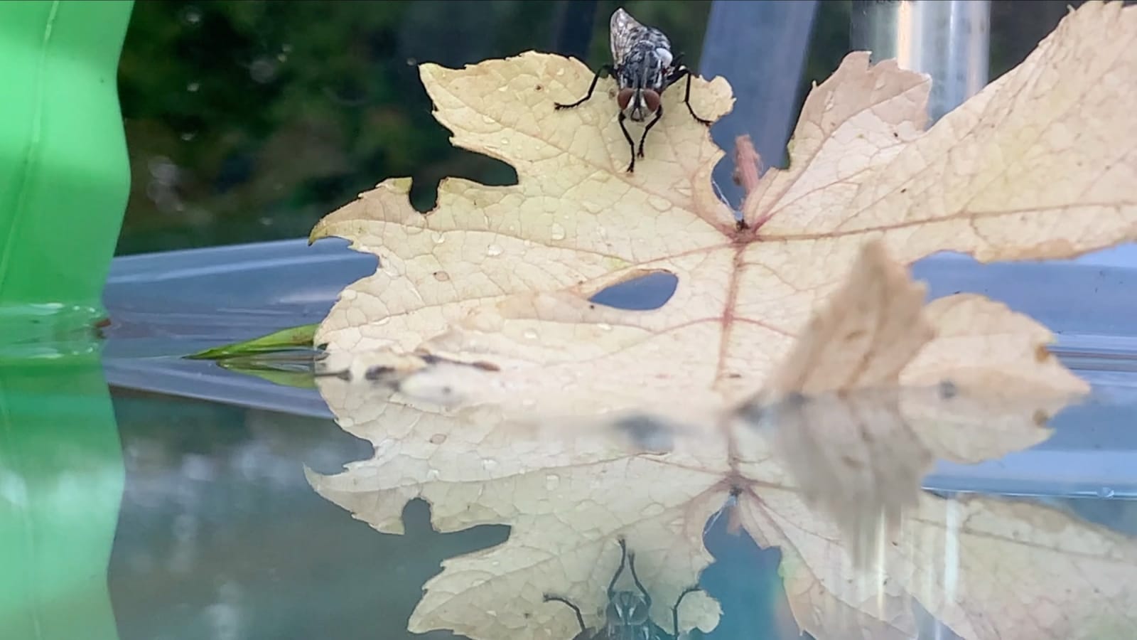 Malia Jensen, Python, 2021