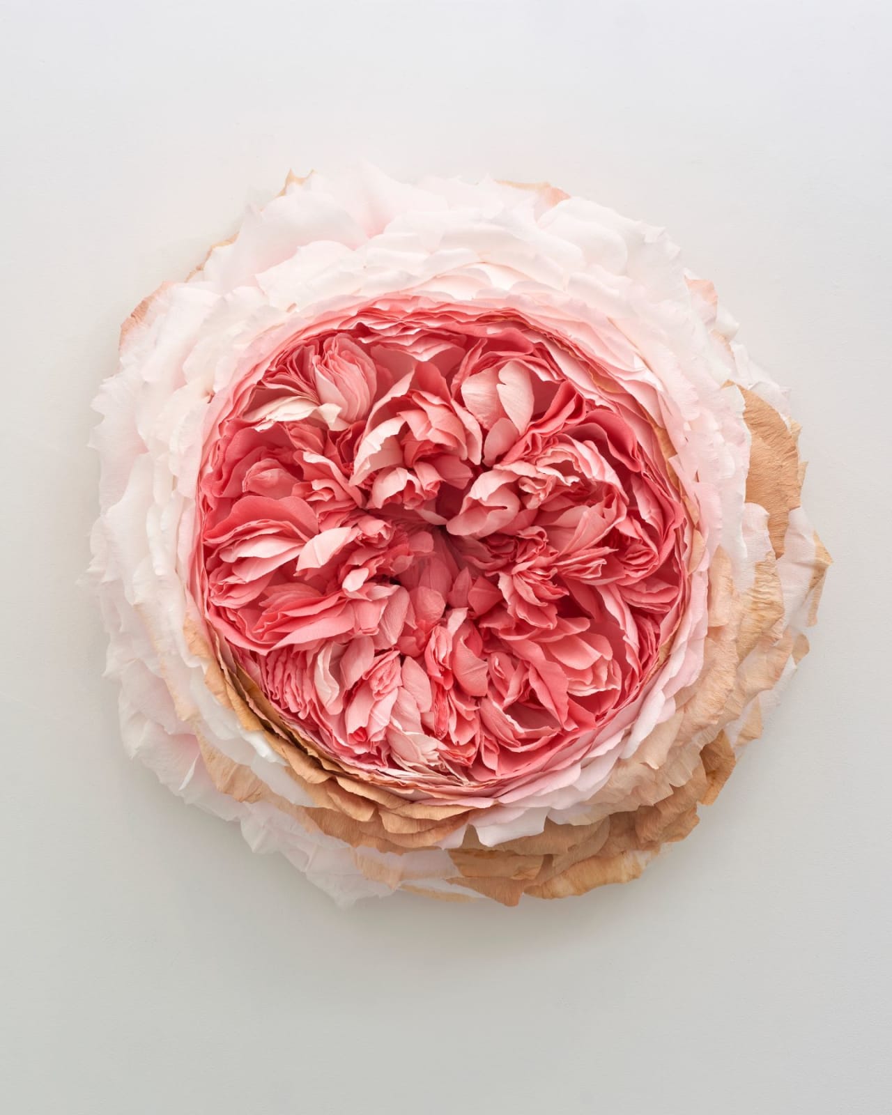 Tiffanie Turner, Specimen B (English Rose) , 2019