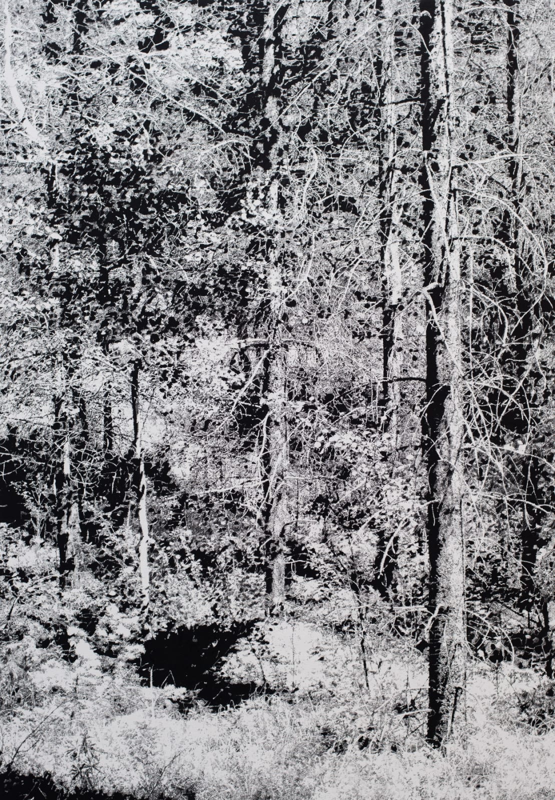 James Chronister, Summer 6, 2016