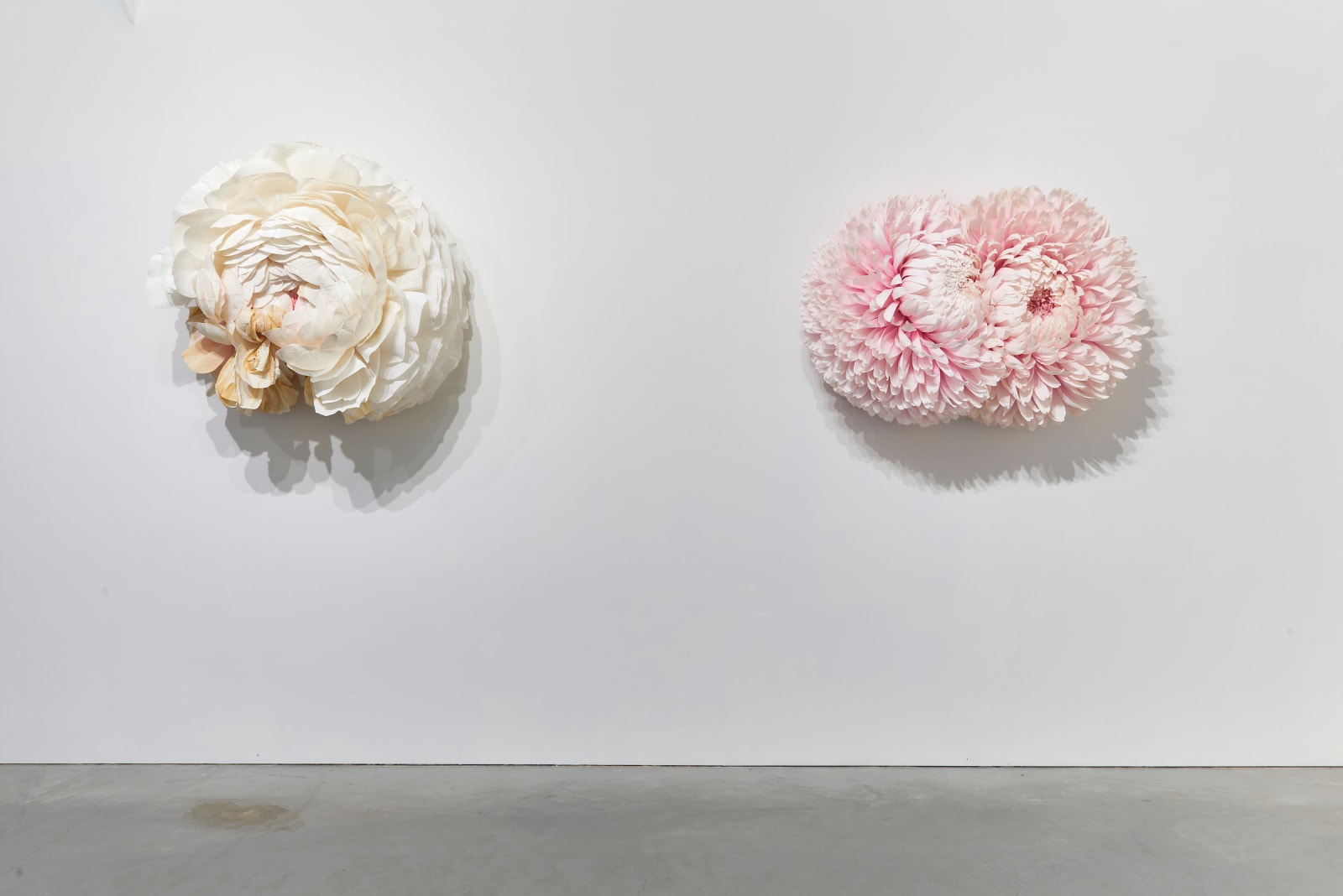 Tiffanie Turner, Specimen C (Ranunculus) , 2019
