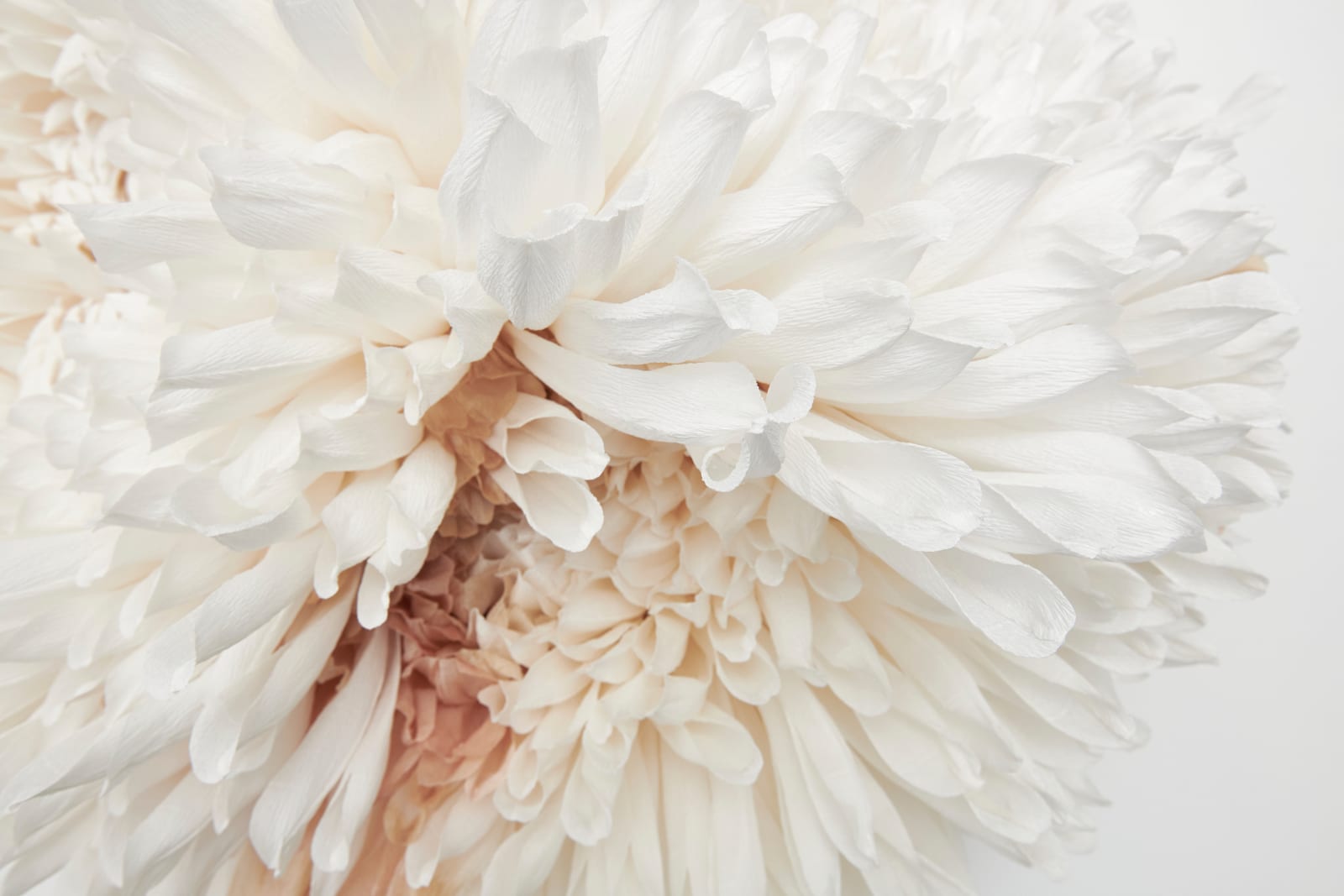 Tiffanie Turner, Three Chrysanthemums, 2020
