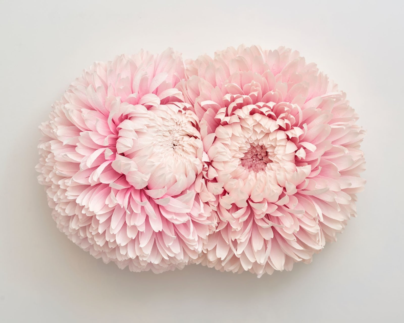 Tiffanie Turner, Specimen D (Double Headed Chrysanthemum) , 2019