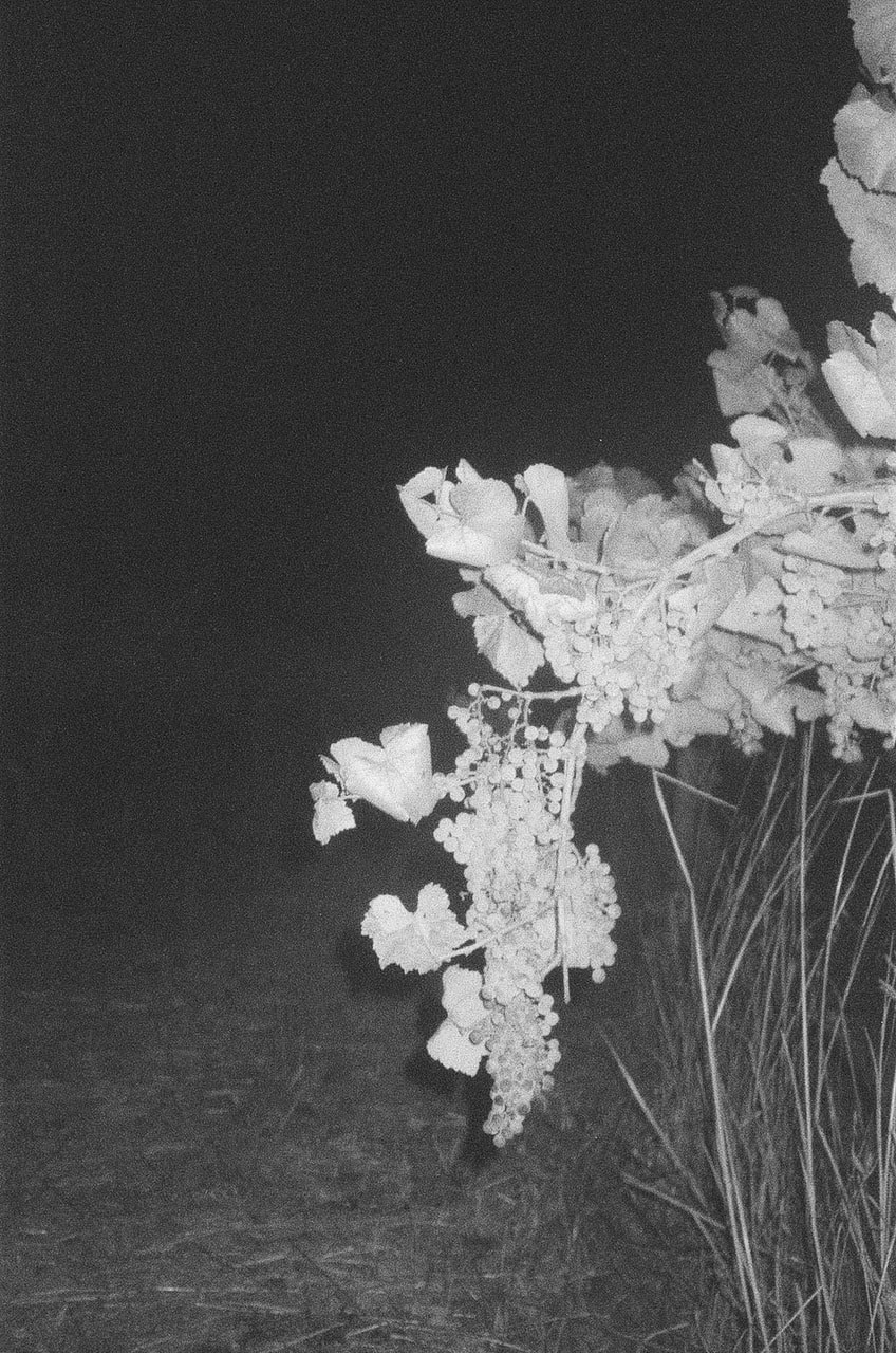 Stephen Amato-Salvatierra, The Gleaners from Venus, 2022