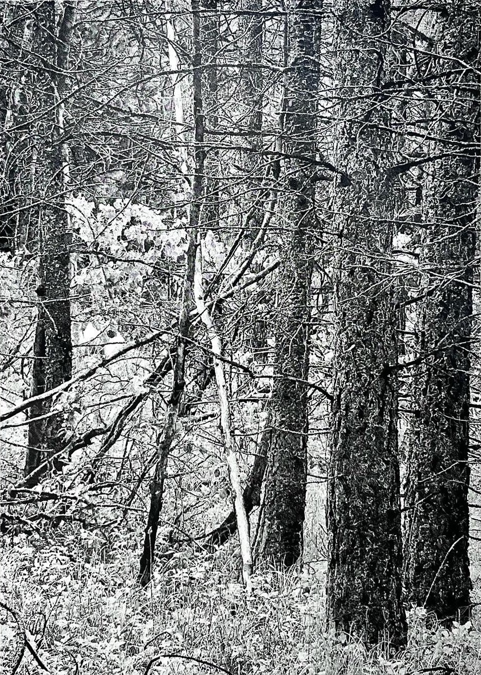 James Chronister, Summer Spell, 2022