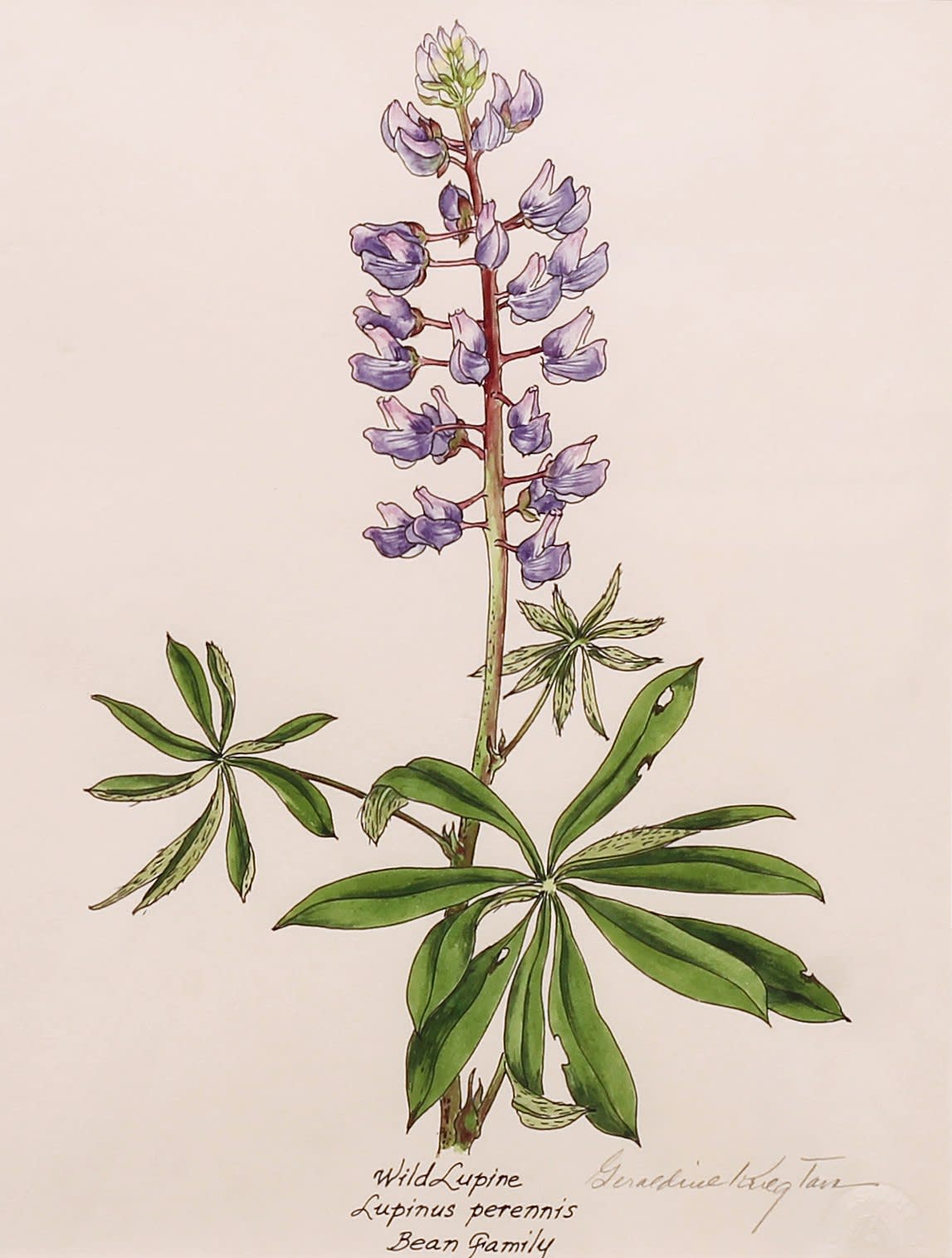 Geraldine Tam, Lupines