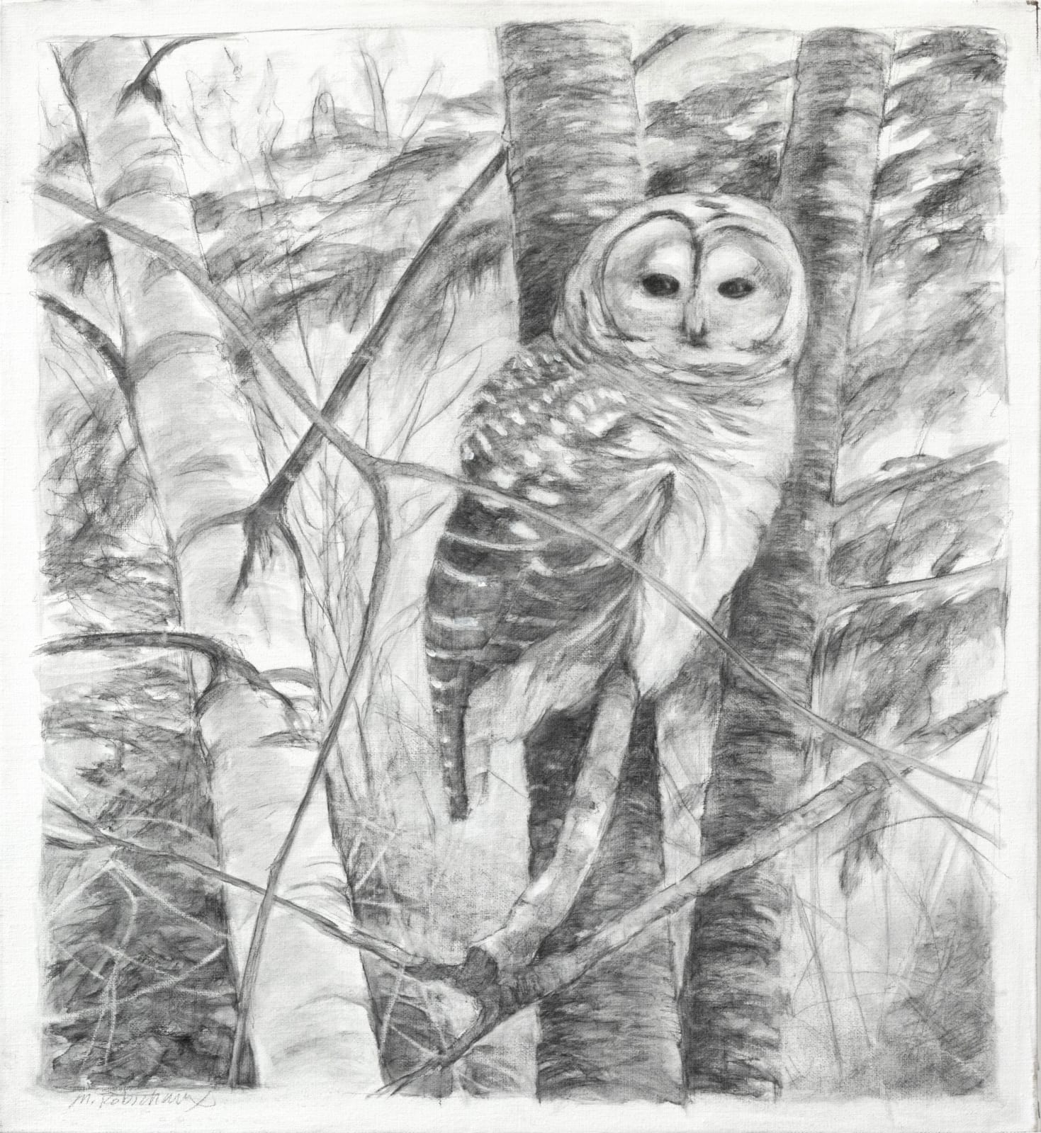 Marguerite Robichaux, Barred Owl