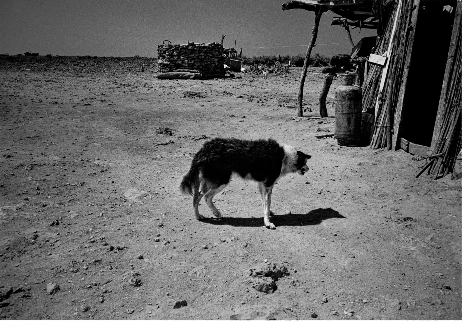 Beatriz Grau, Moverse con el viento X, 2025