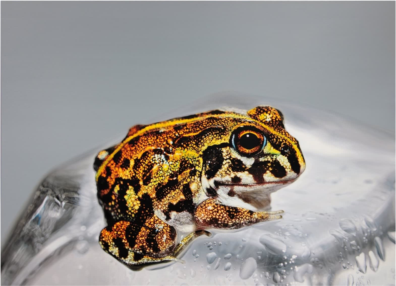 김영성, [無. 生. 物], 2025