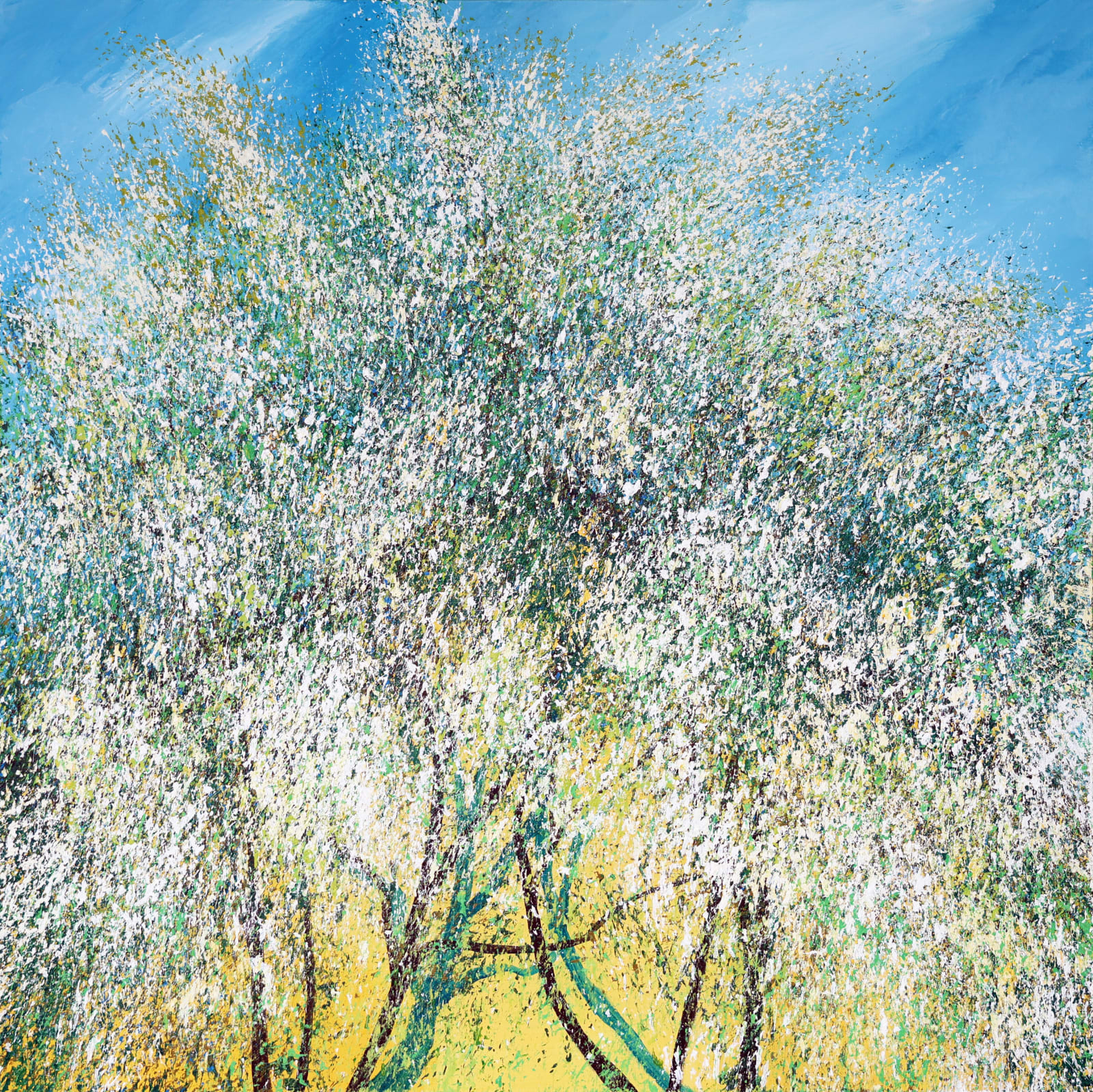 오영준, Acacia no.11, 2024