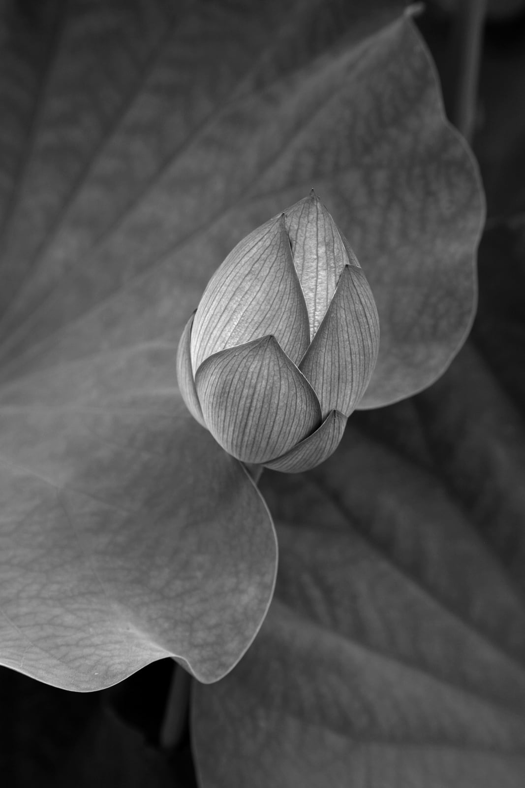 Tomohiro Muda, Mizu 14 (Water 14) , 2009