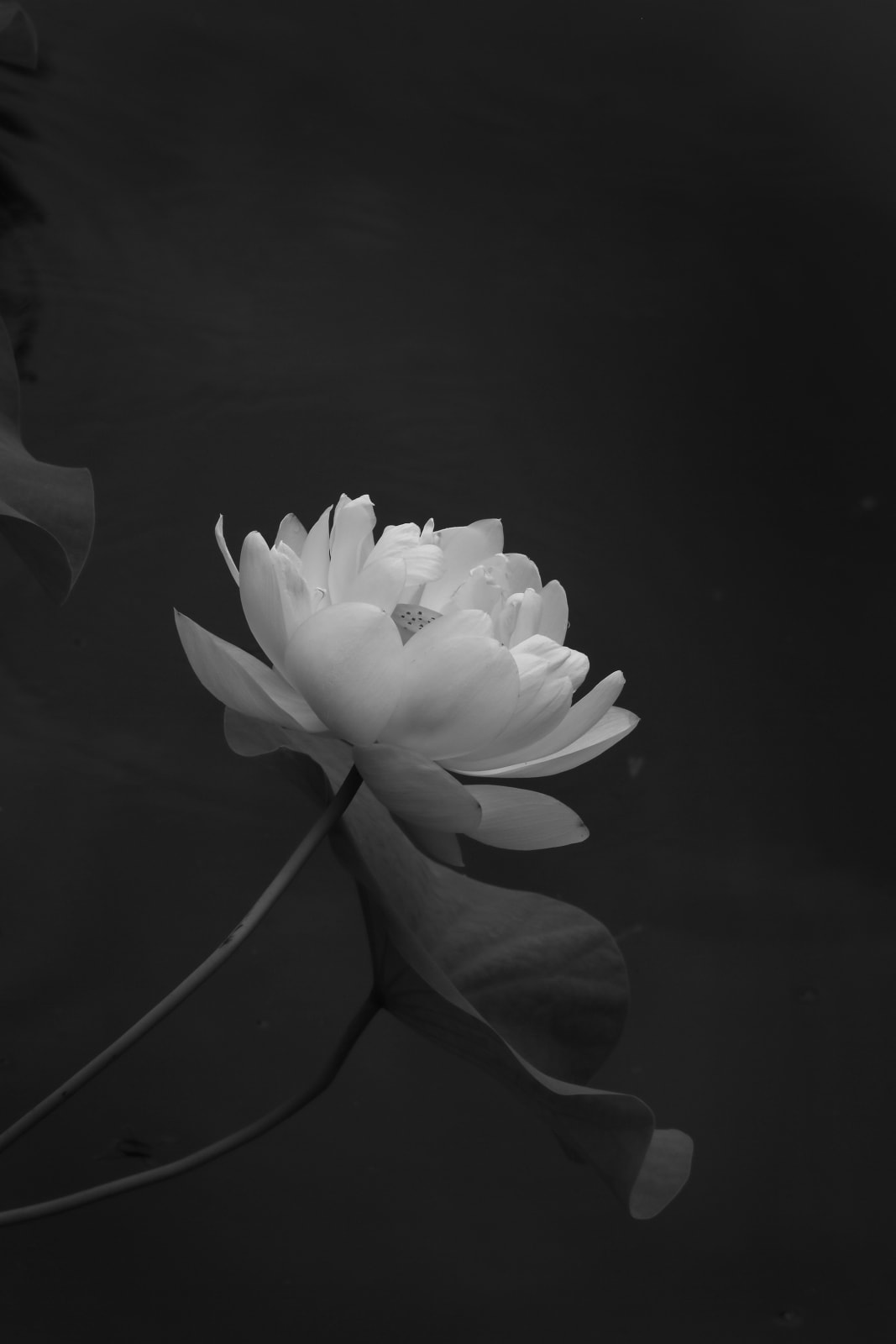 Tomohiro Muda, Mizu 13 (Water 13) , 2013