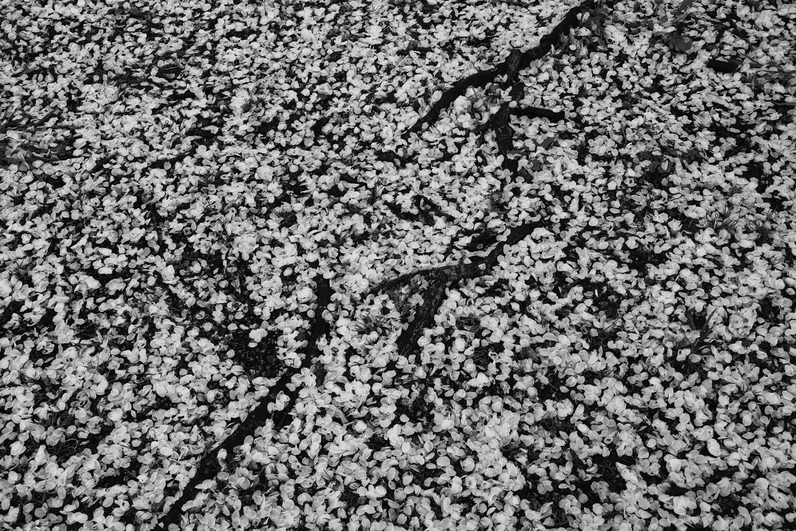 Tomohiro Muda, Mizu 42 (Water 42), 2012