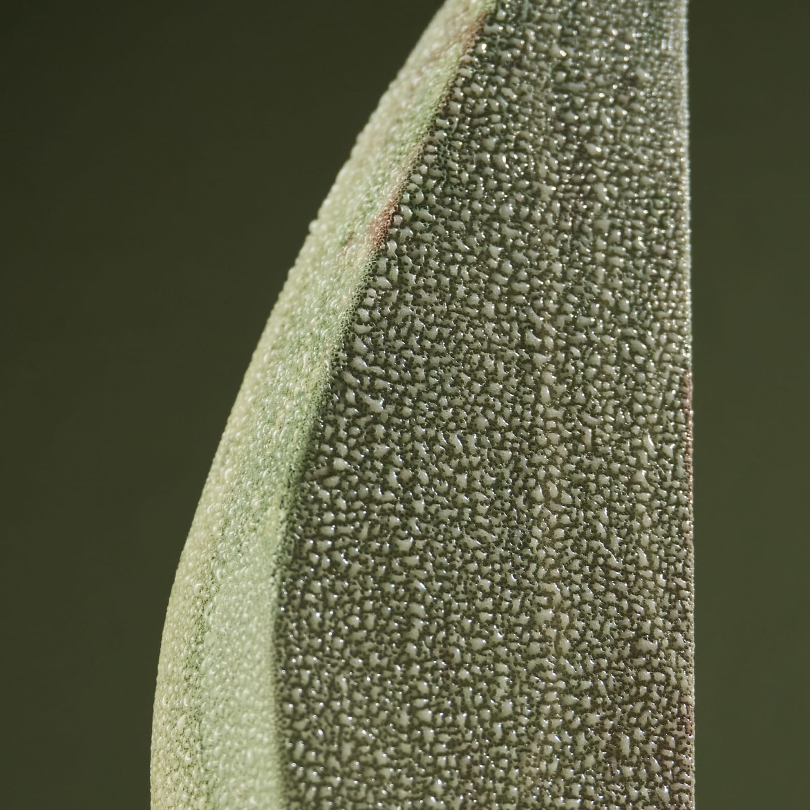 Eunsol Kim, 'Condensation' Series C6, Glazed Ceramic Sculpture in Green, The Netherlands, 2025