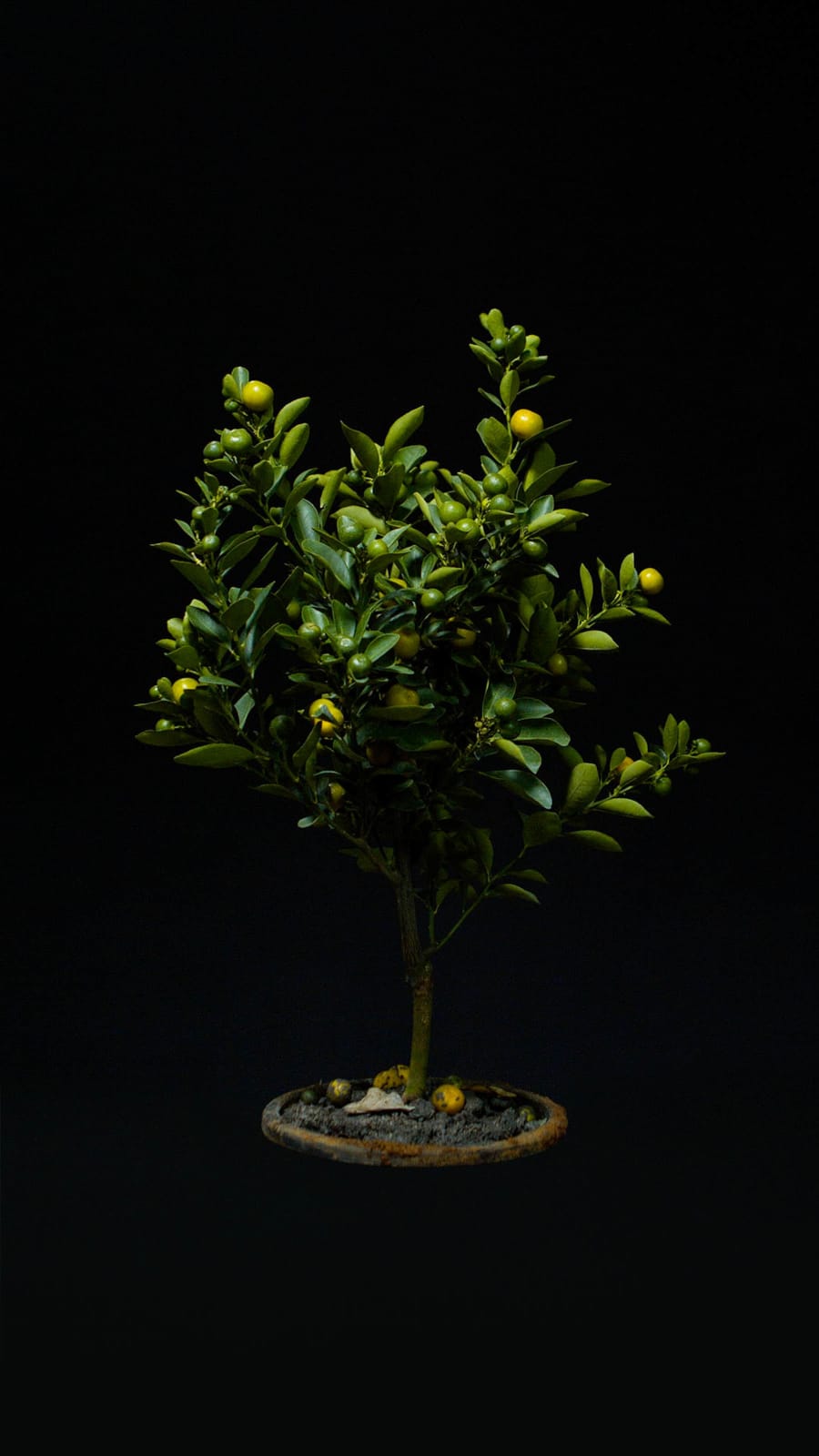 張暉明 CHANG Huei-Ming, 金桔 Round Kumquat, 2014