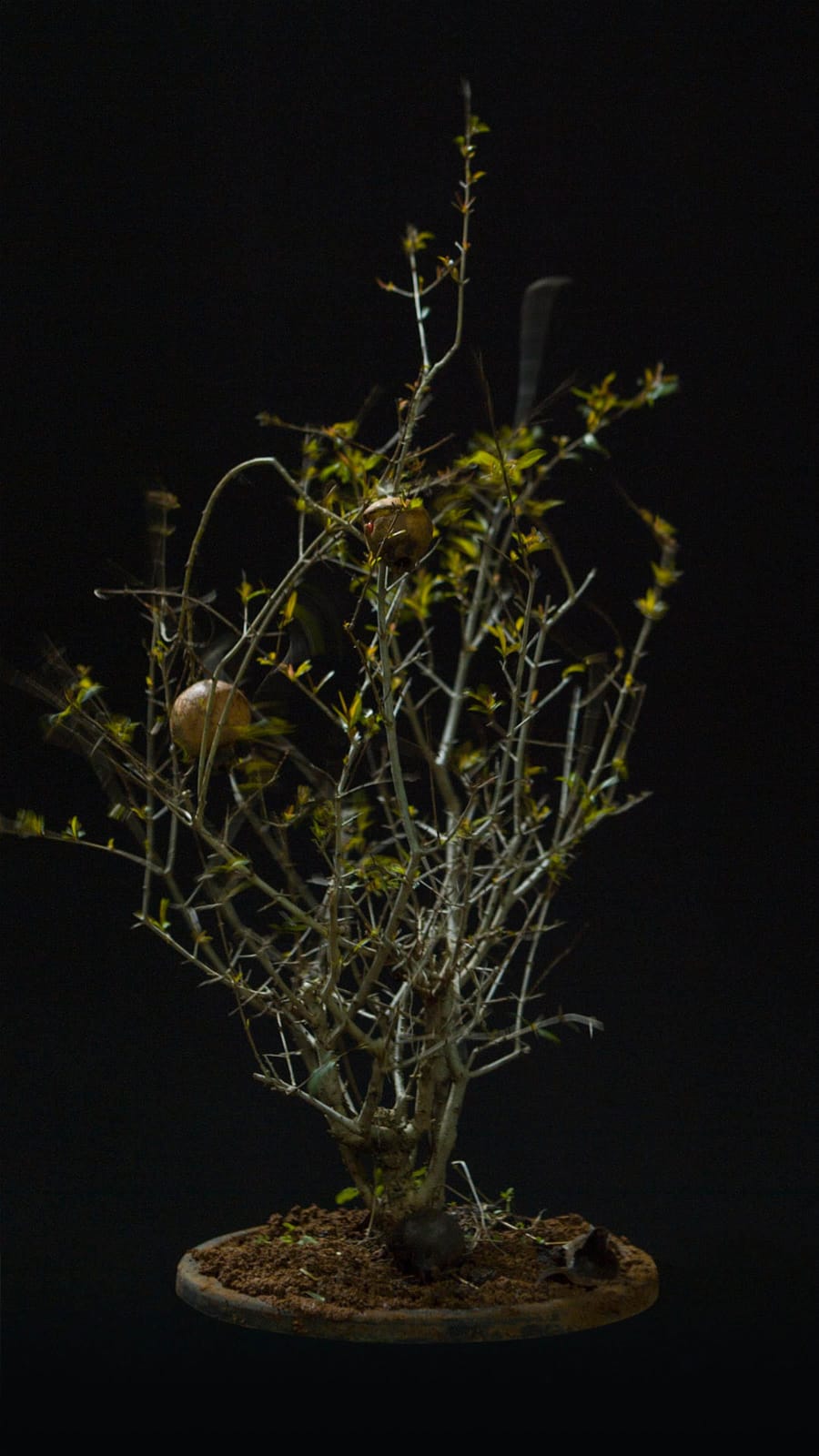 張暉明 CHANG Huei-Ming, 石榴 Pomegranate, 2014