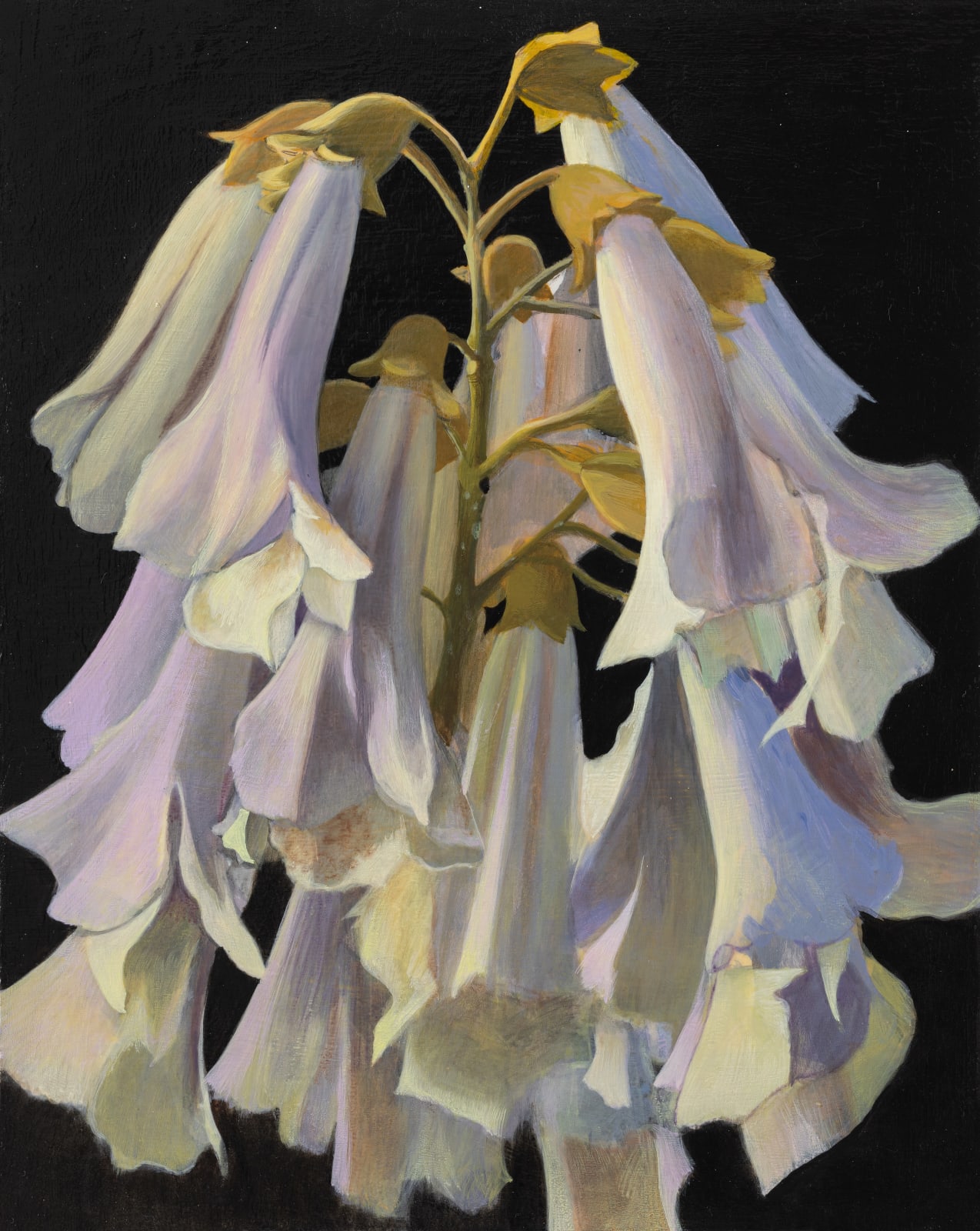 张安 ZHANG An, 泡桐花之一 Paulownia Flower 1, 2022