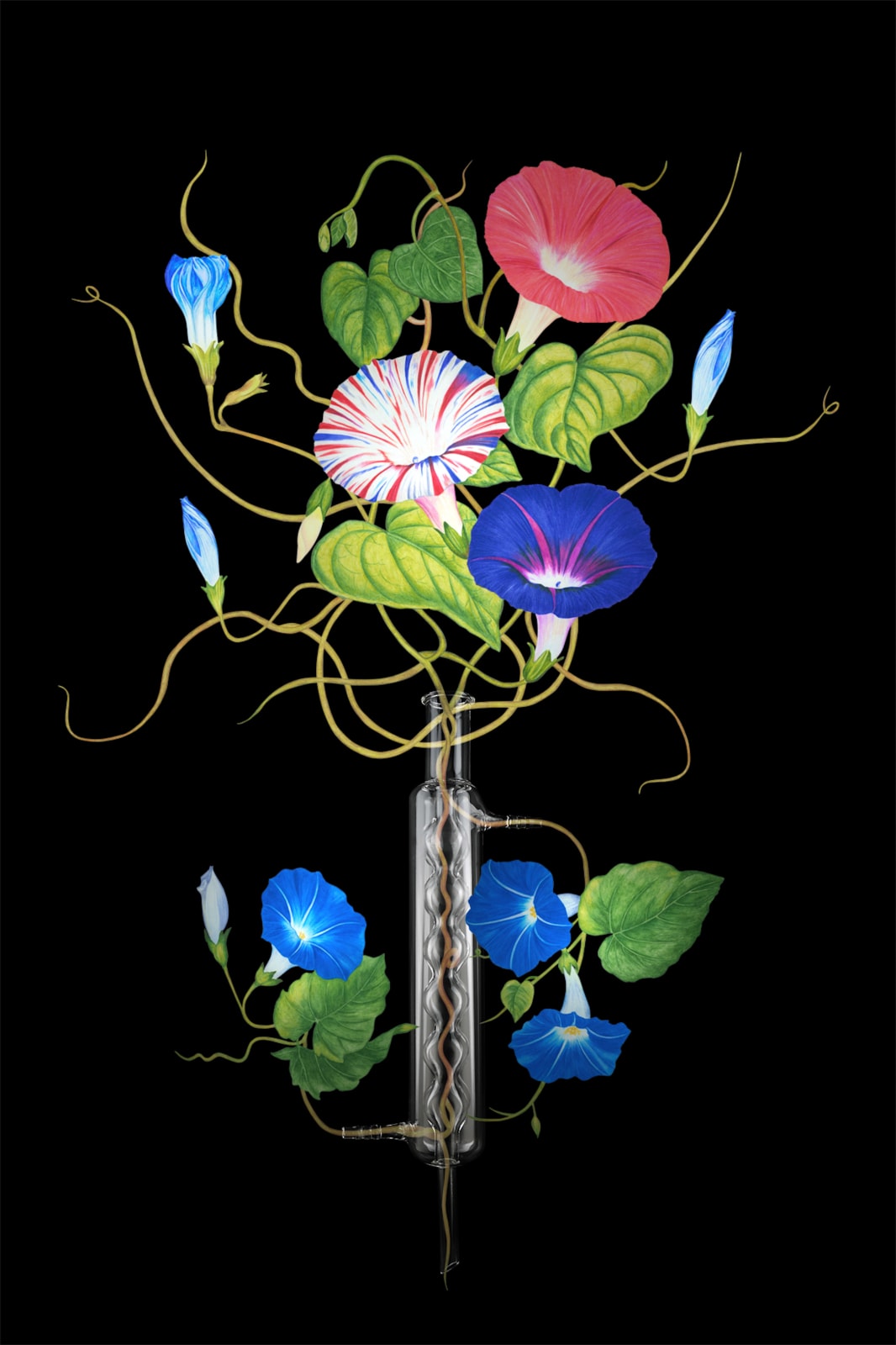 劉世芬 LIU Shih-Fen, 〈穆勒氏花園——靜物〉牽牛花 Műllerian's Garden Still—Life Ipomoea Nil, 2016