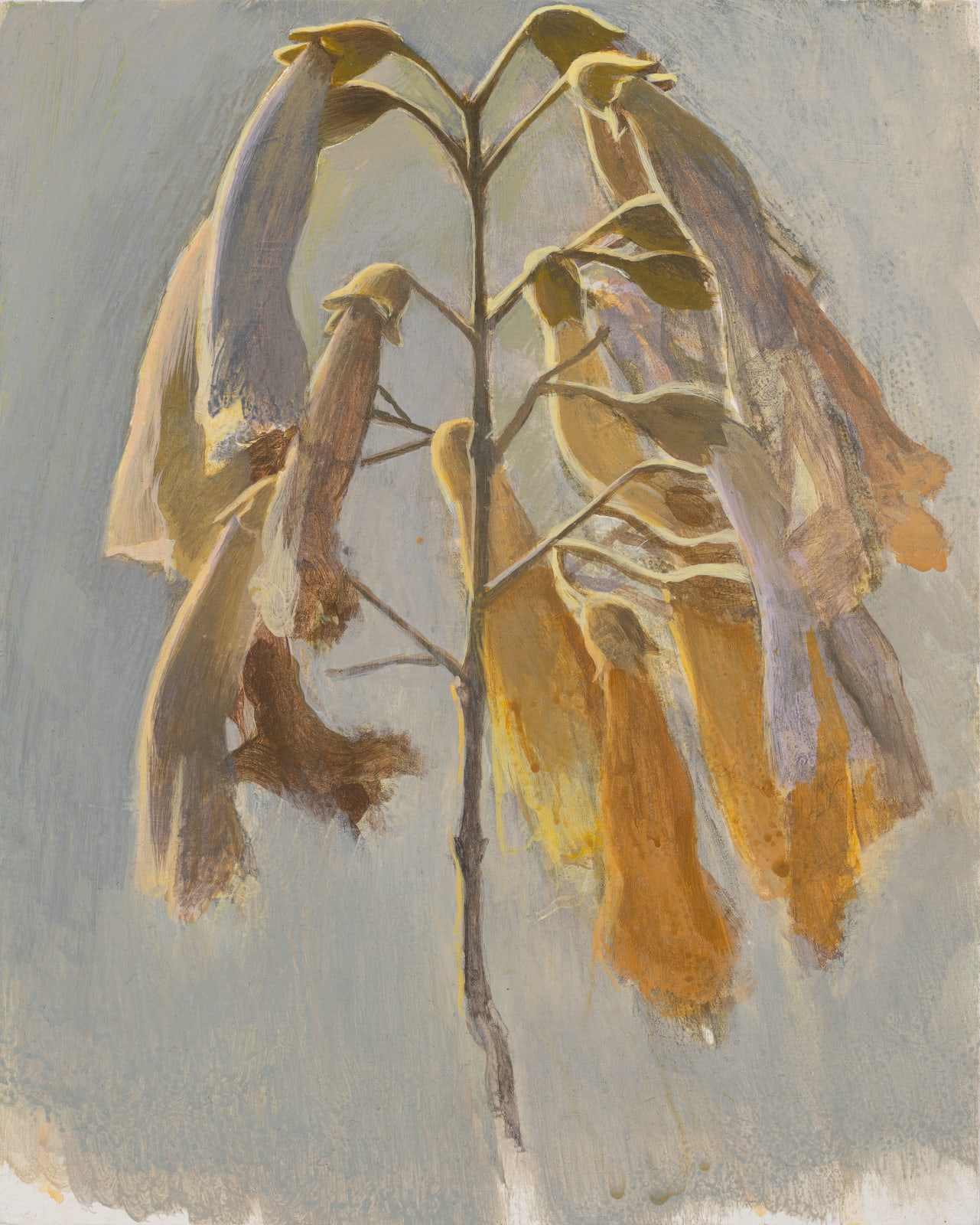 张安 ZHANG An, 泡桐花之二 Paulownia Flower 2, 2022