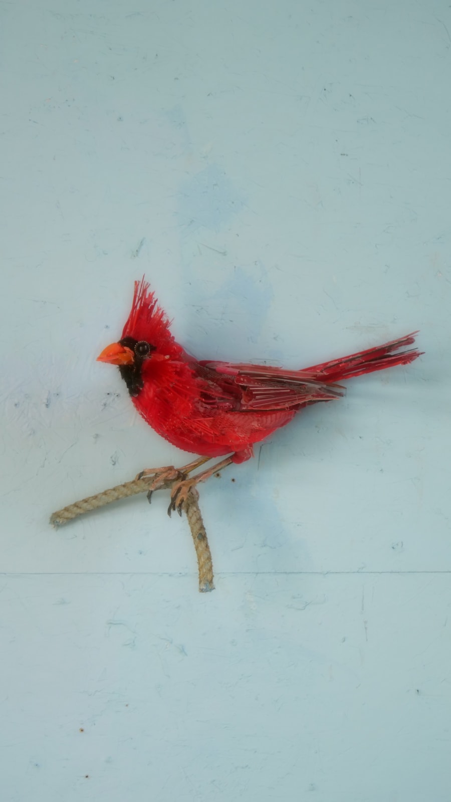 Thomas Deininger, Cardinal Study 24, 2024