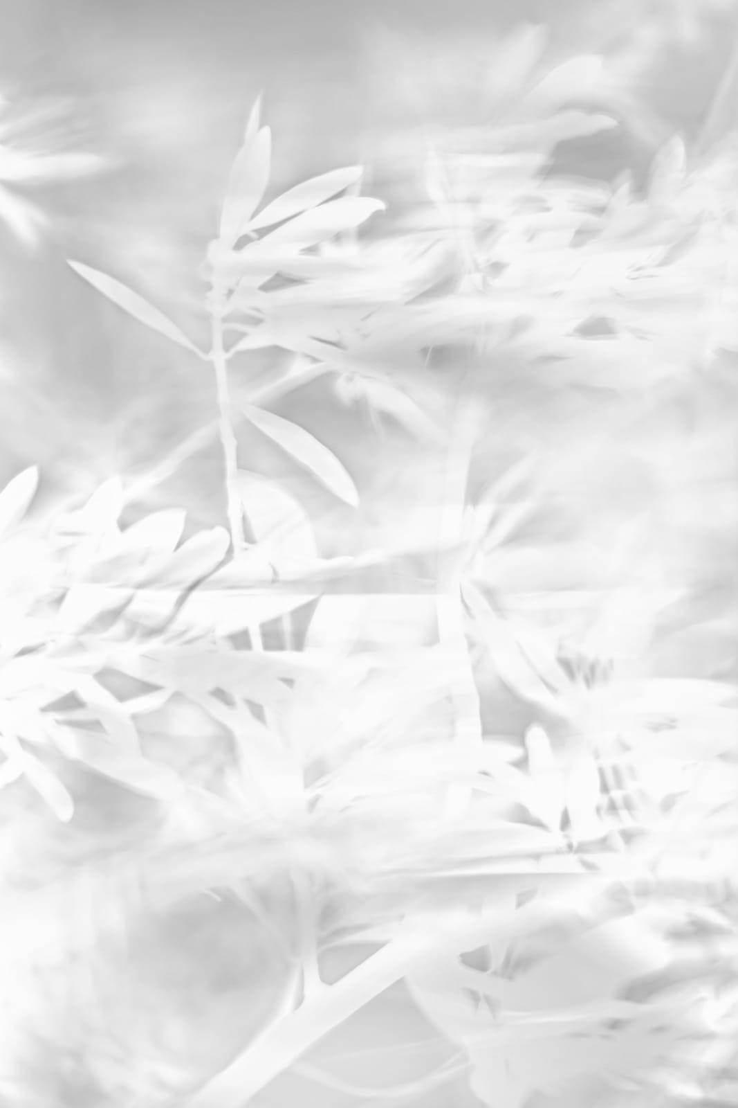 HRH Prince Nikolaos, Golden Pride II, 2022