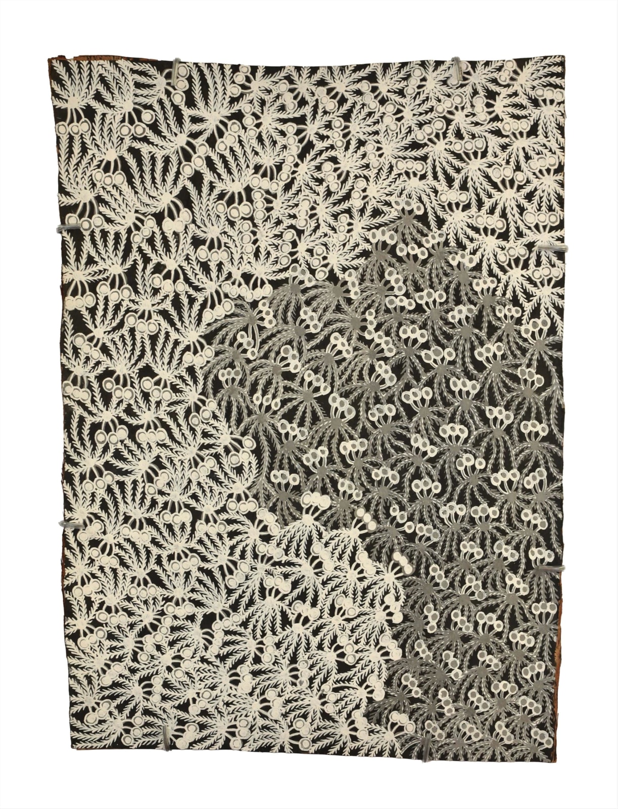 Muluymuluy Wirrpanda, Buḻwutja , 2024