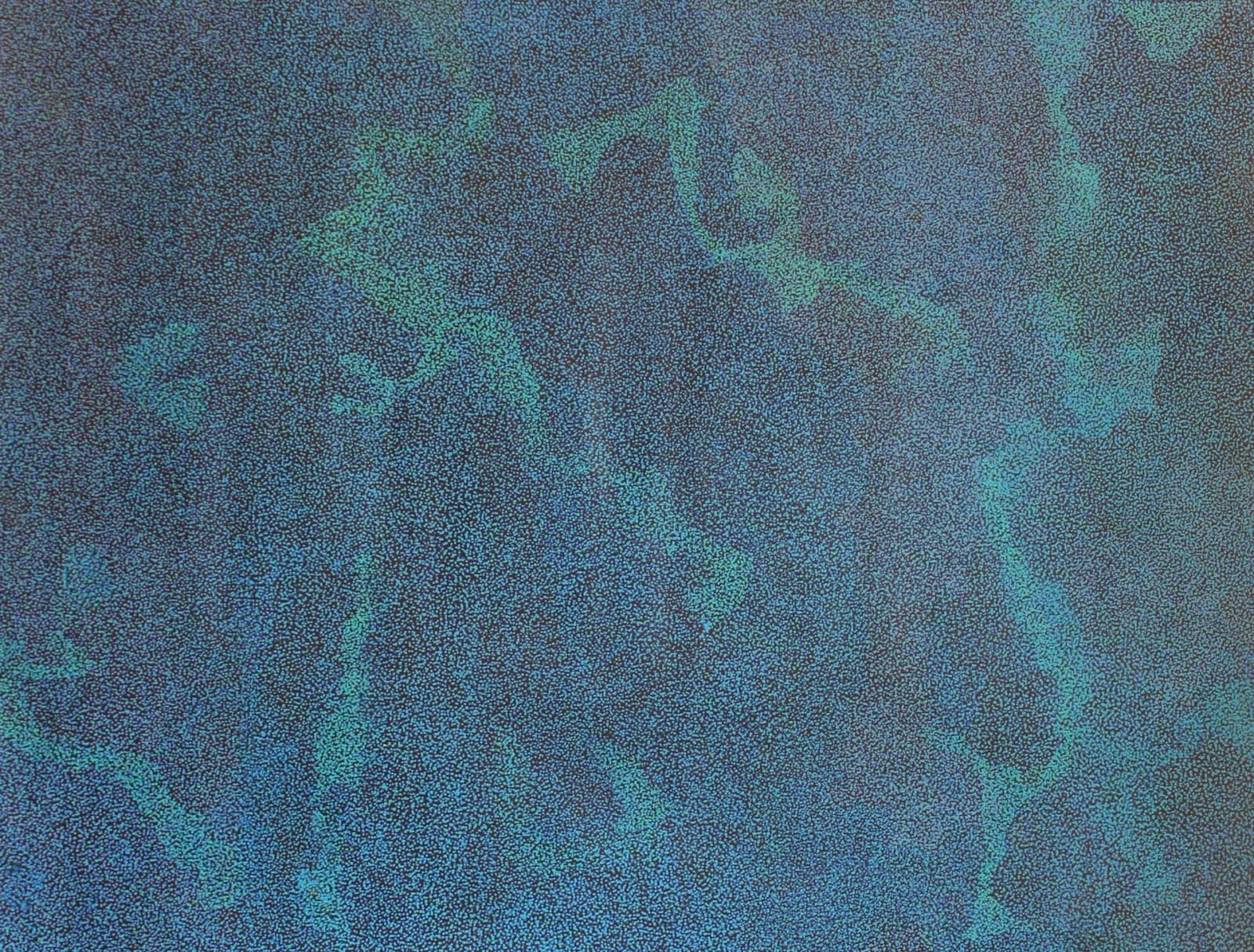 Caroline Petrick Ngwarreye, My Beautiful Country, 2024