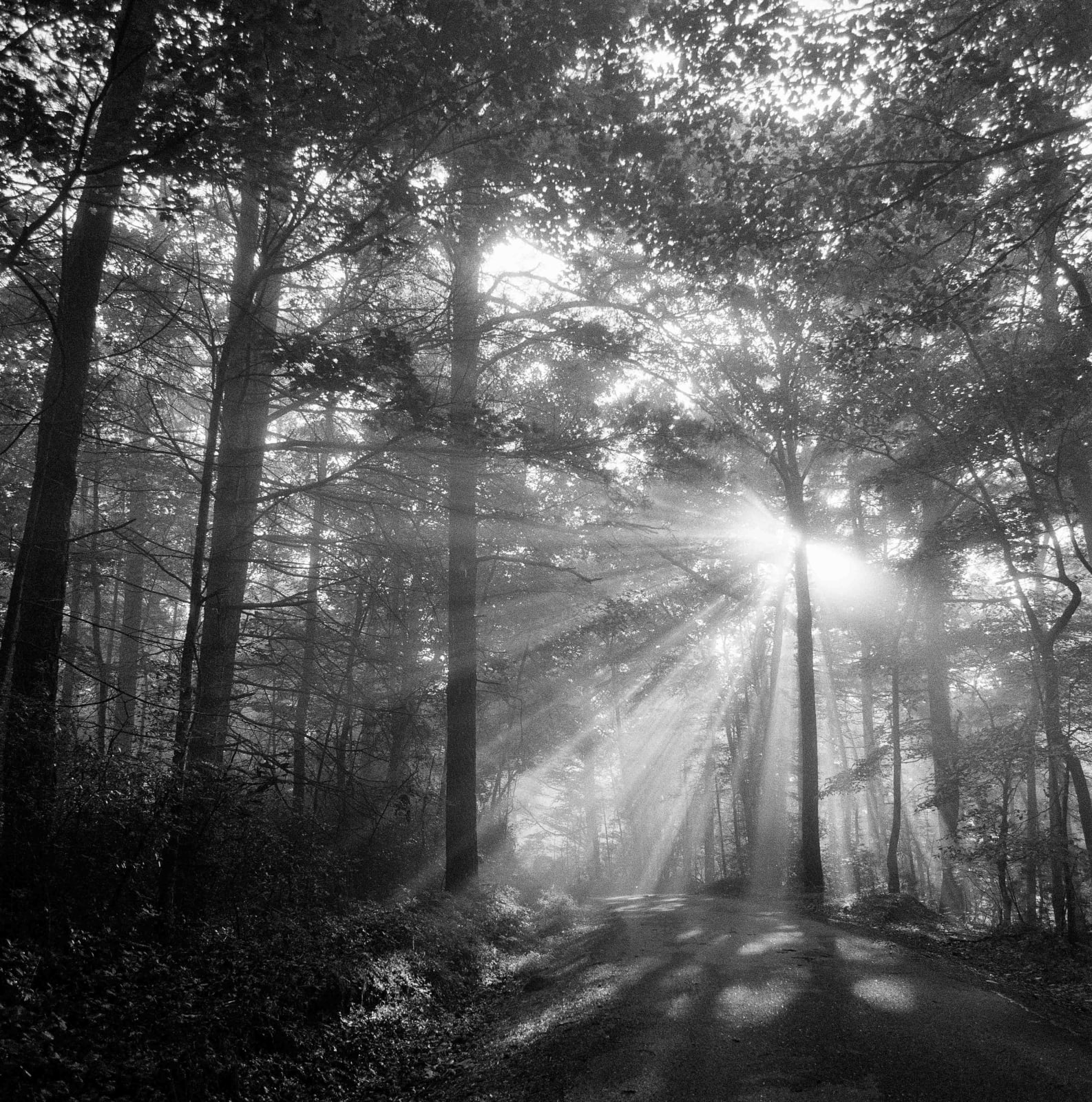 Christopher Lowell, Thirty-One Days 68