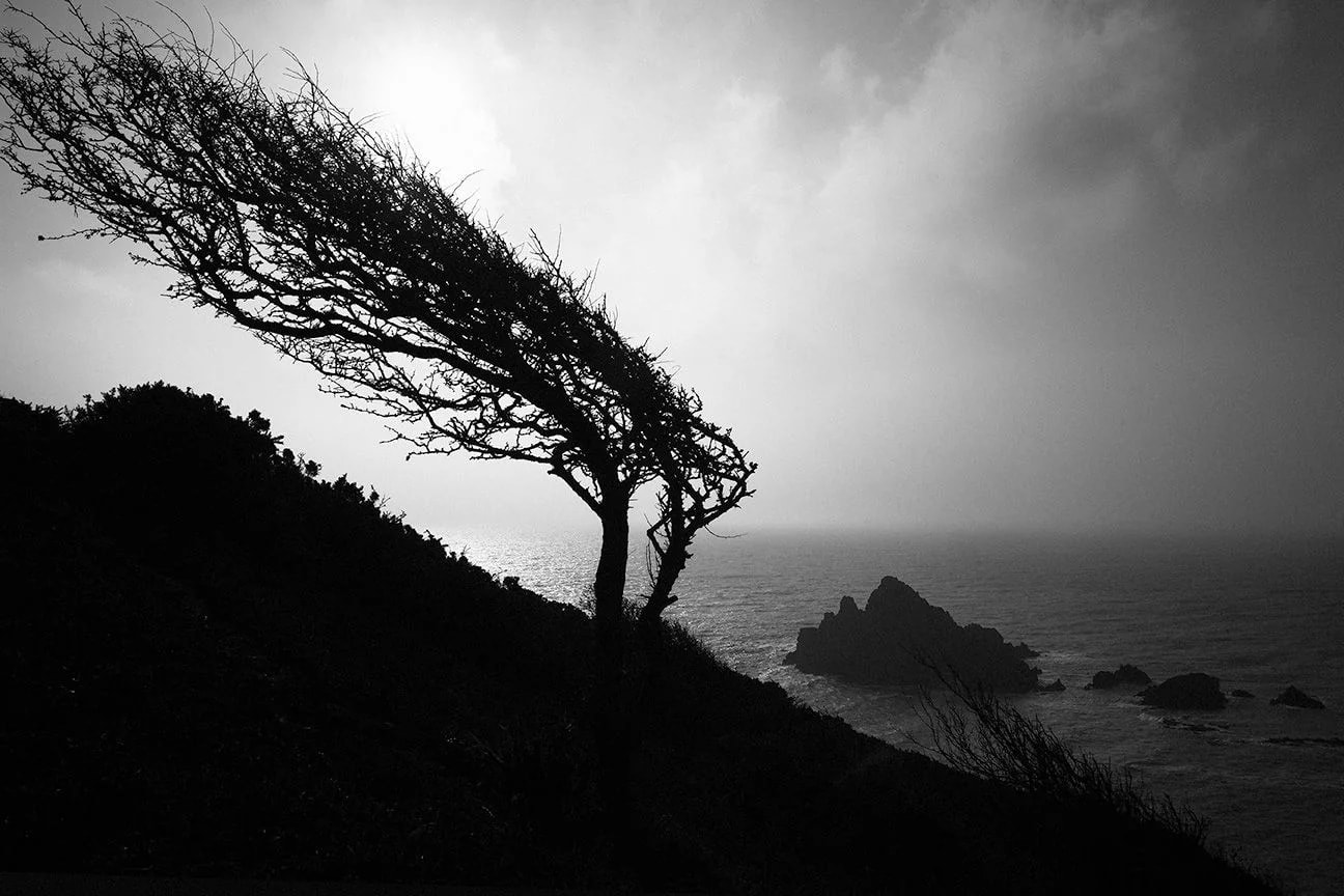 Roger Deakins, The Wind-blown Tree, Dartmouth, 2015