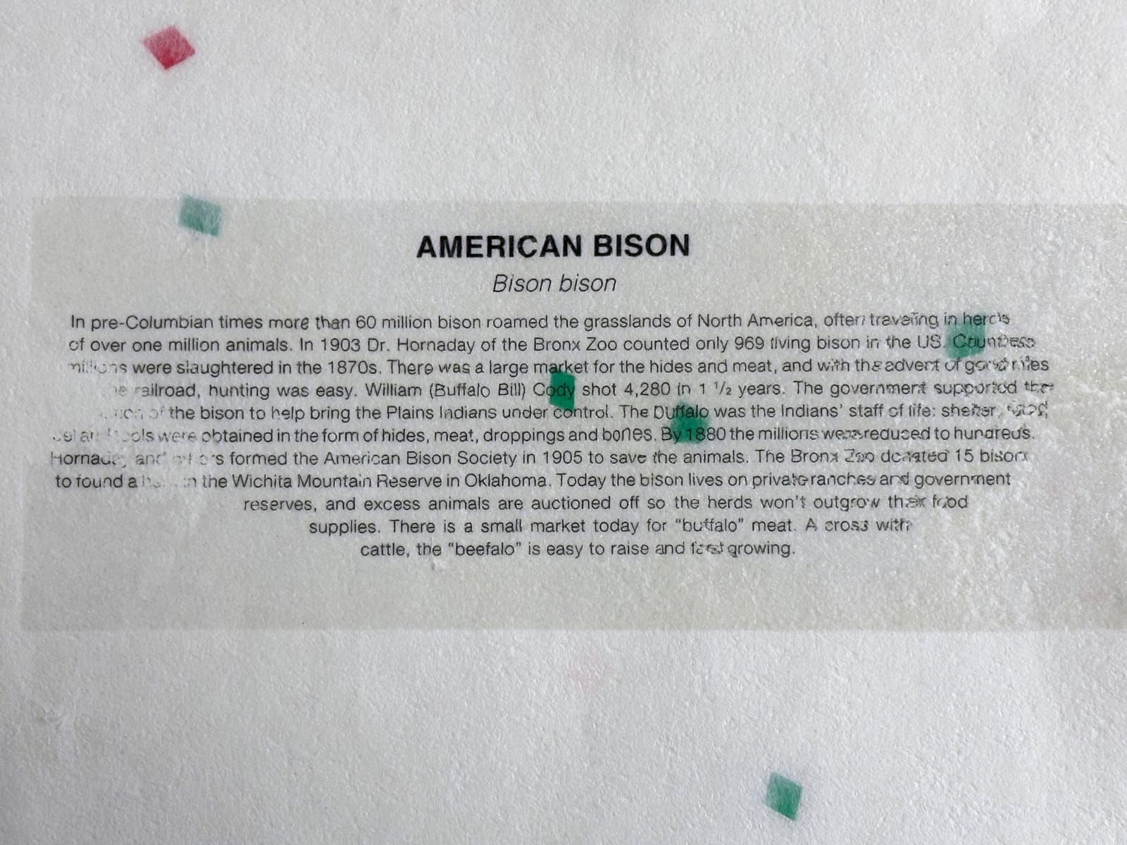 Carl Beam, American Bison, c. 1990-1995
