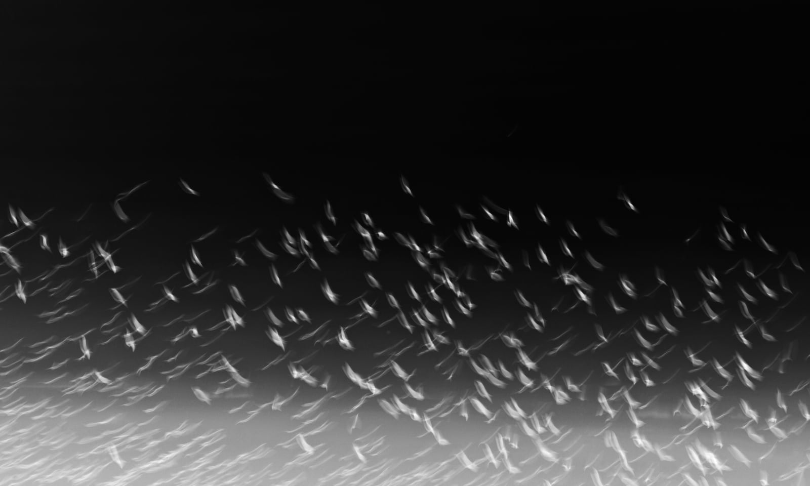 Rosie Reed Gold, Murmuration 3 night, 2015