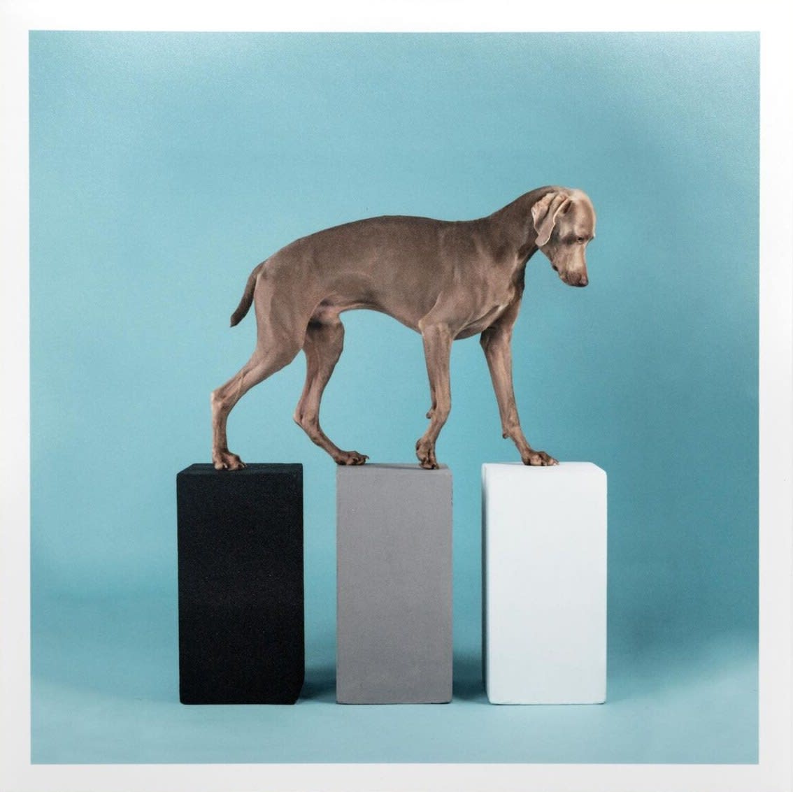 William Wegman, Contact, 2014