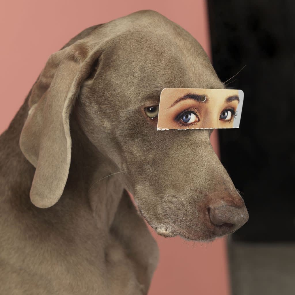 William Wegman, False Eyes, 2019