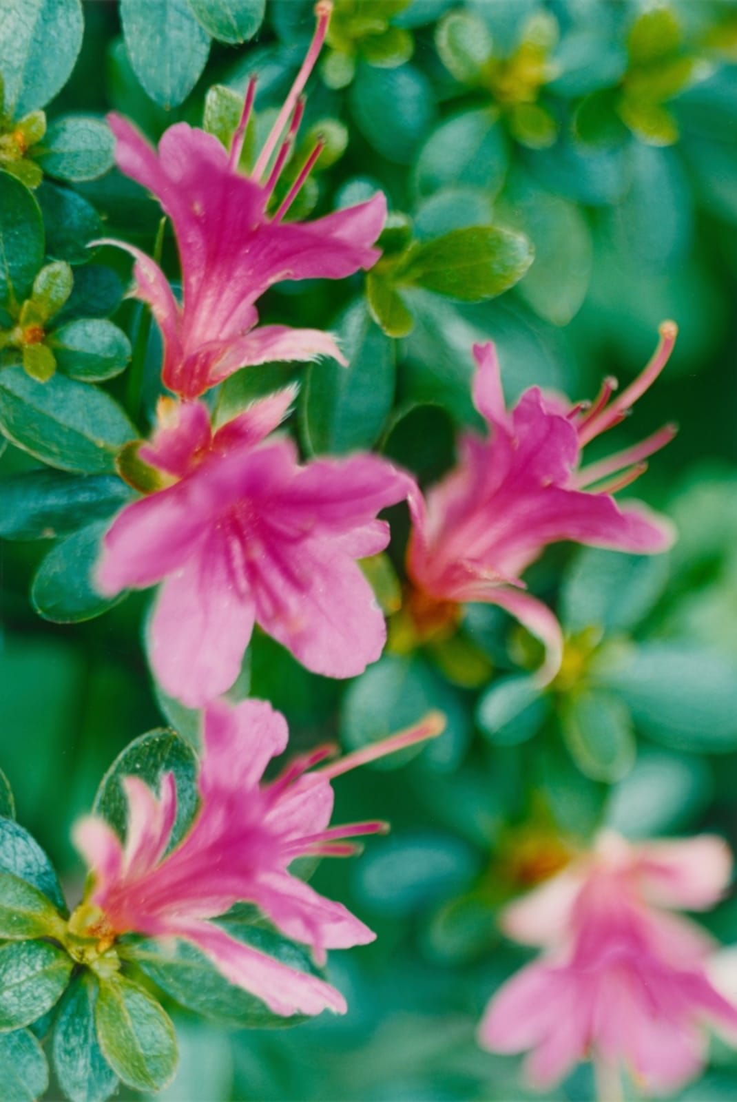 Thomas Struth, Pink Azalea, Dusseldorf, 1993, 2000