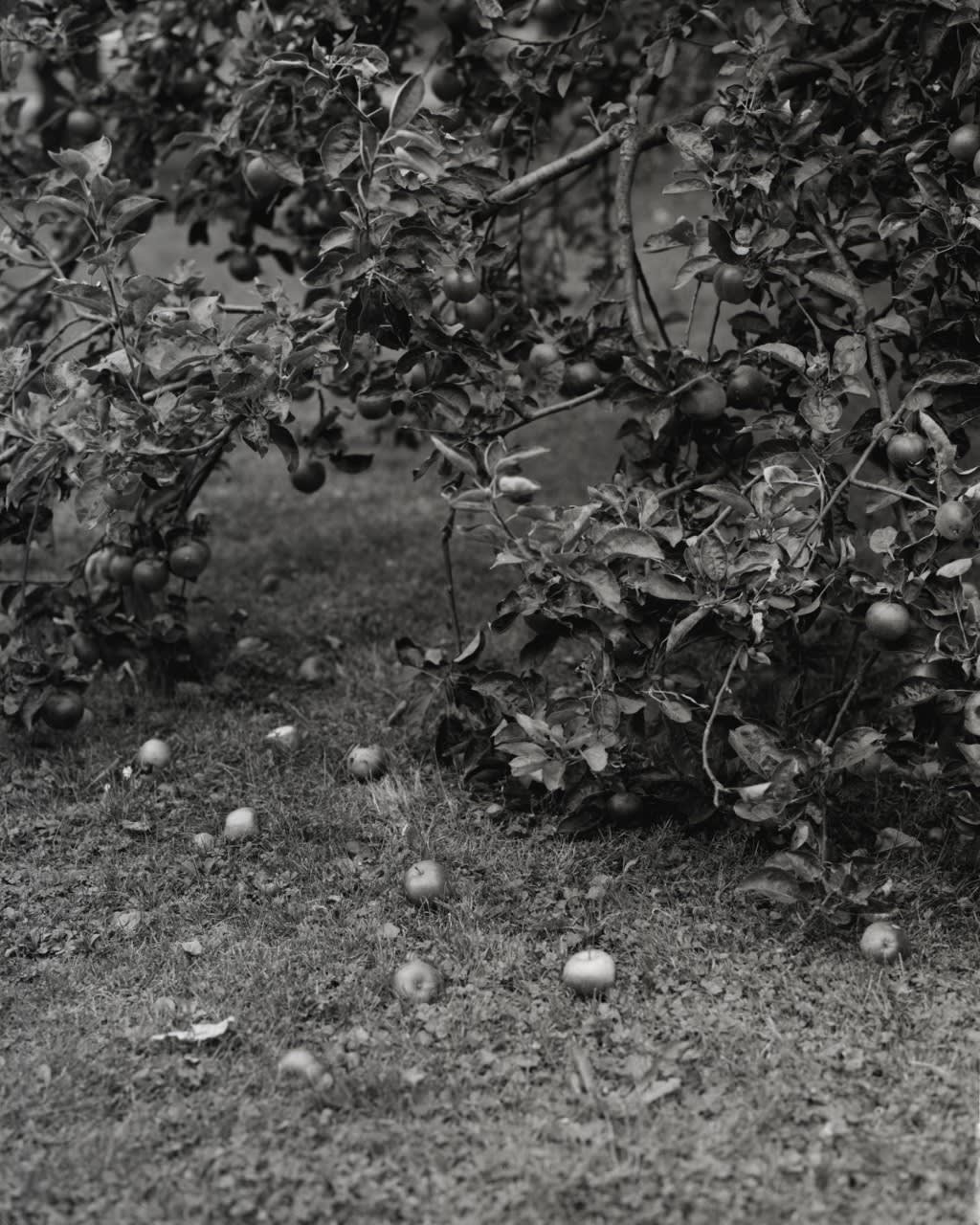 Tereza Zelenkova, Apple Tree, 2016