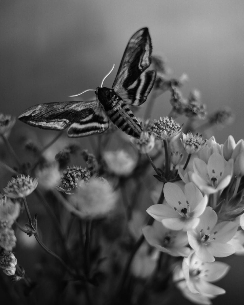 Tereza Zelenkova, Moth, 2020