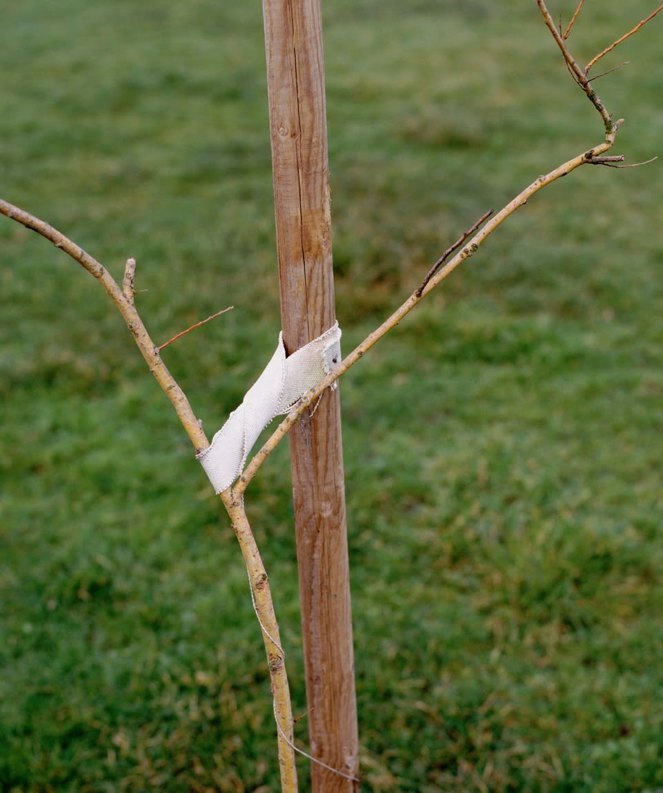 Jeff Wall, Sapling held by a post, 2000