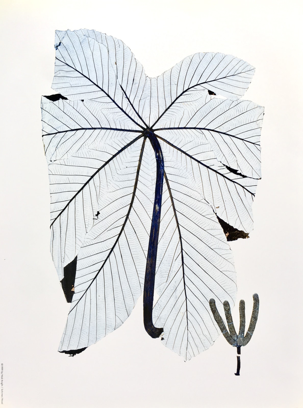 Nick Knight, Cecopia Scheberiana (1997), 1999