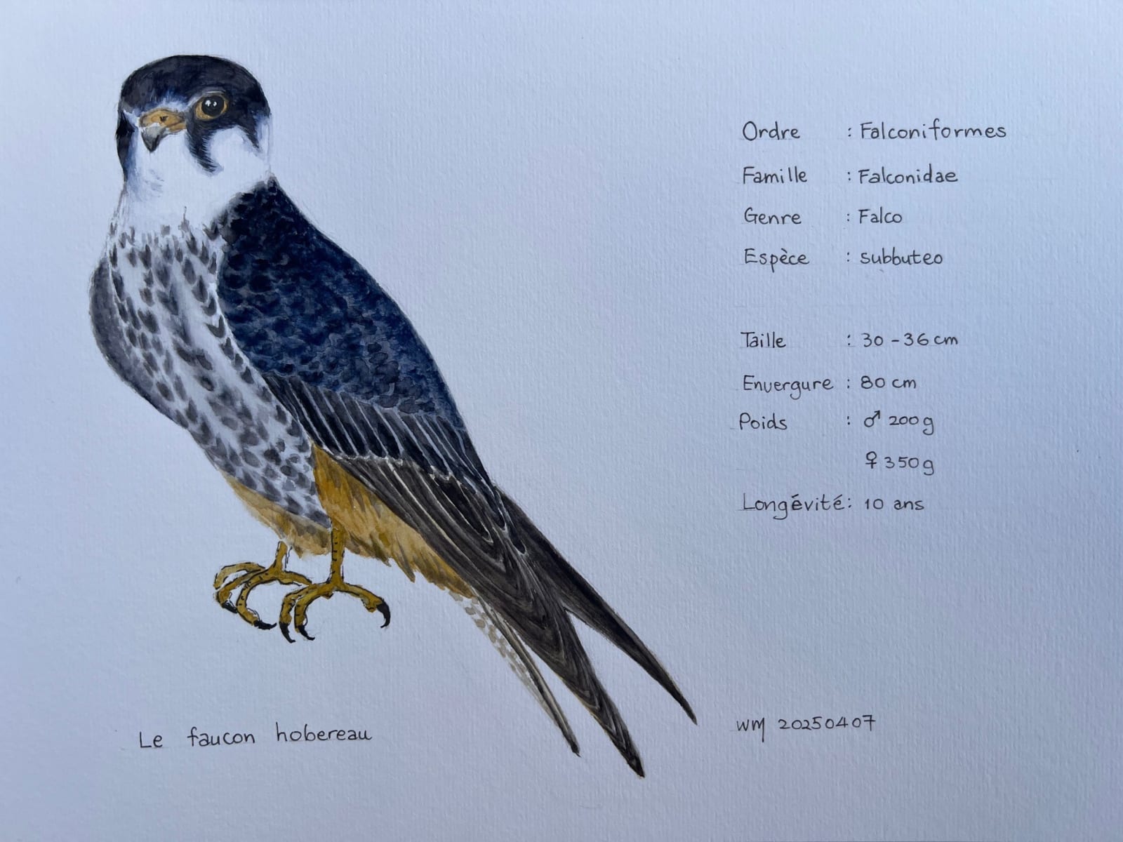 Wai Mei, Le Faucon hobereau, 2025