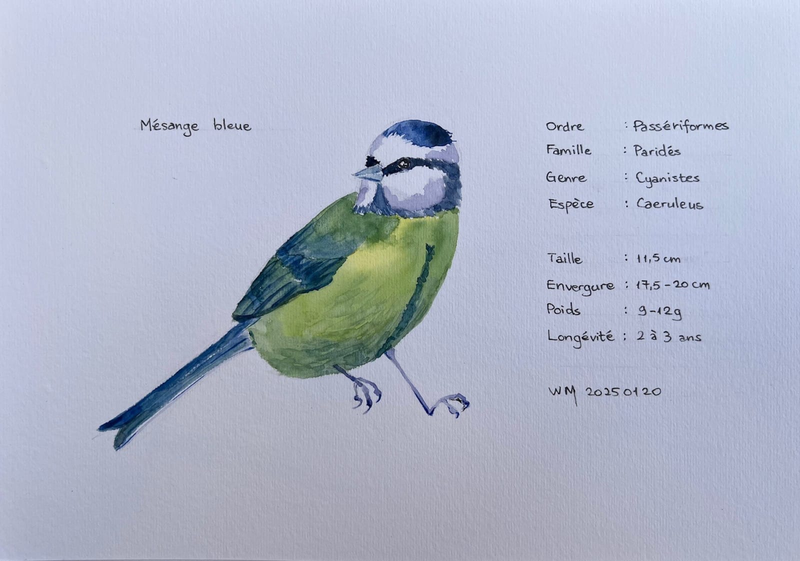 Wai Mei, Mésange bleue, 2025