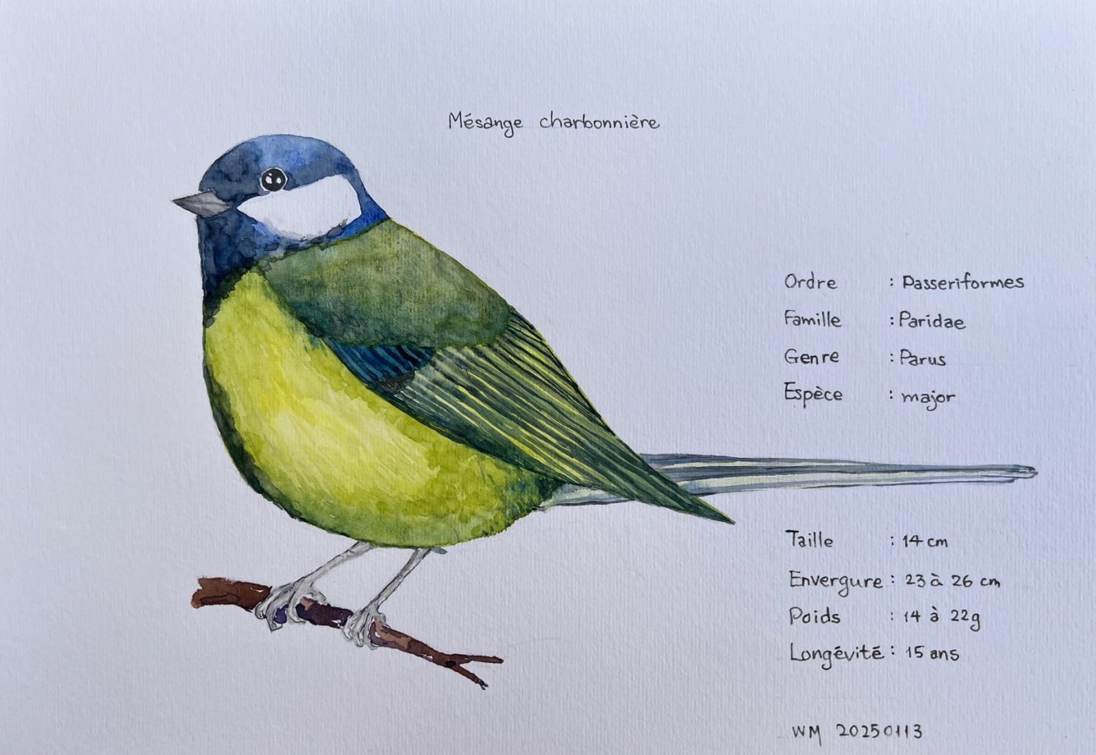 Wai Mei, Mésange charbonnière, 2025