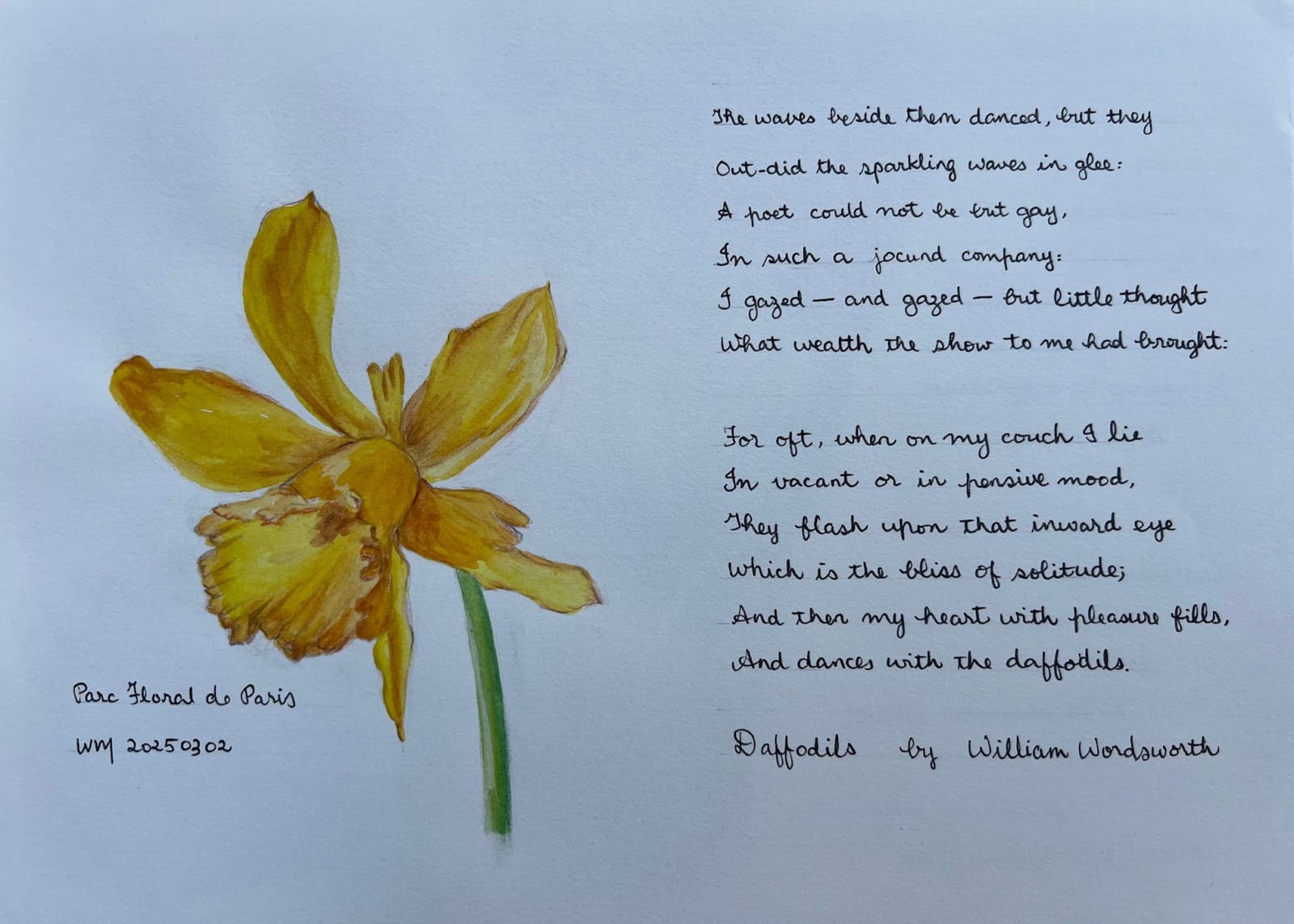 Wai Mei, Daffodils (1/2), 2025