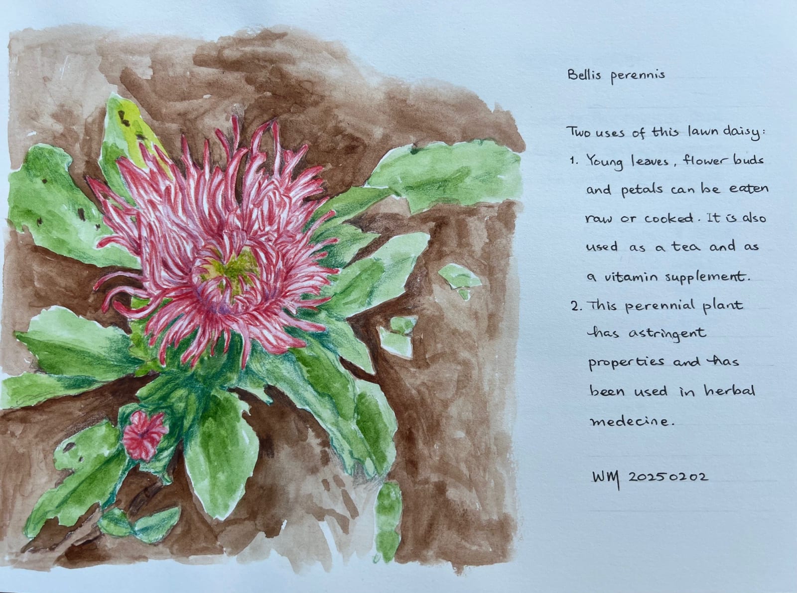 Wai Mei, Bellis Perennis, 2025