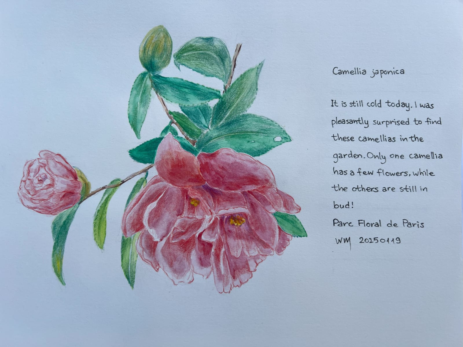 Wai Mei, Camelia Japonica, 2025