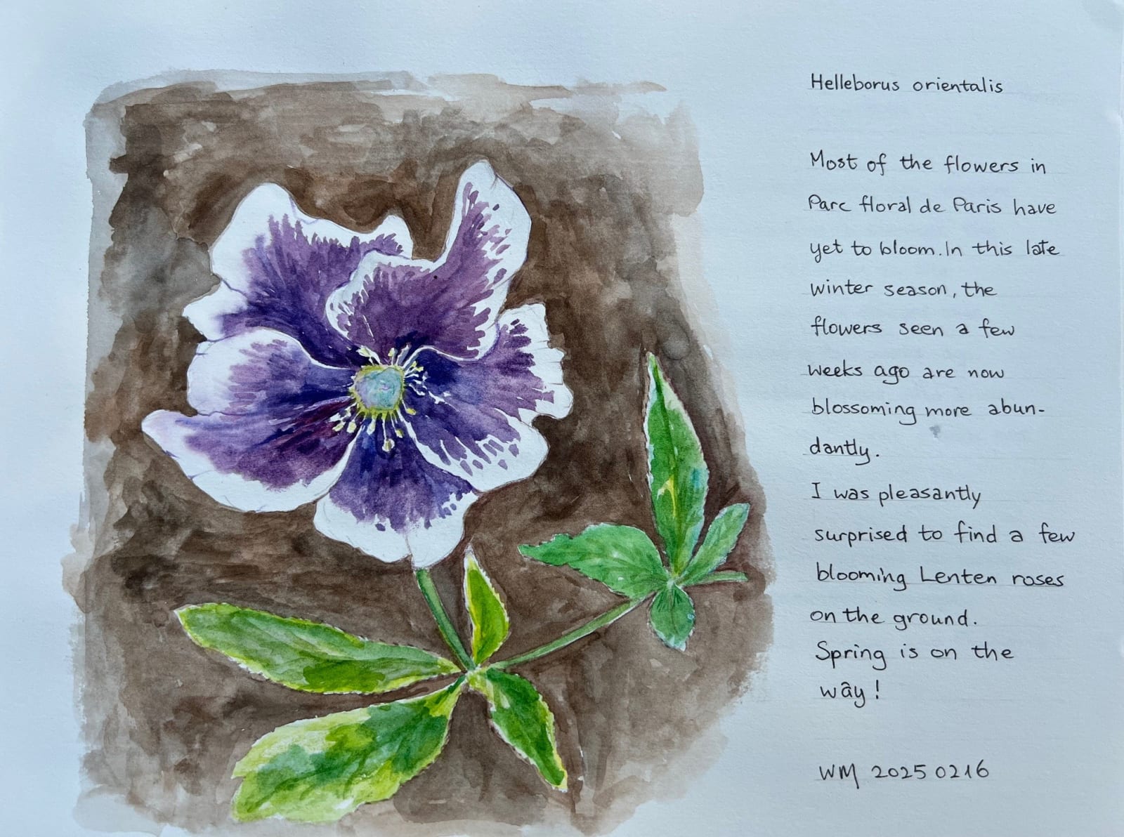 Wai Mei, Helleborus Orientalis, 2025