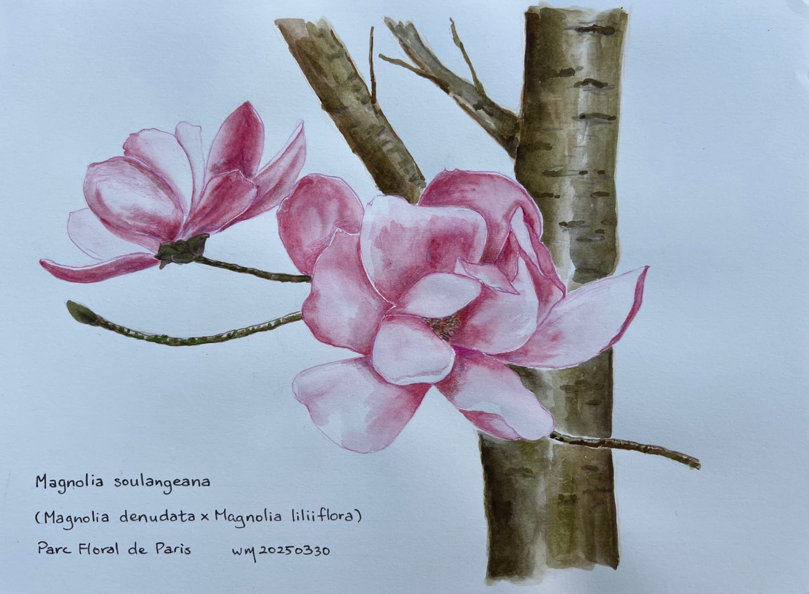 Wai Mei, Magnolia Soulangeana, 2025