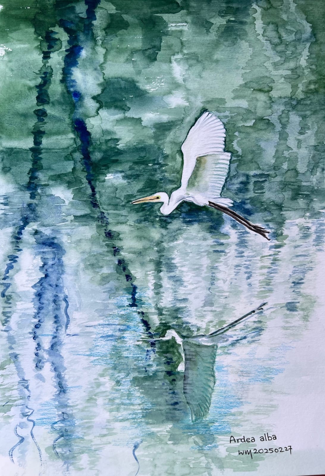 Wai Mei, Ardea alba, 2025