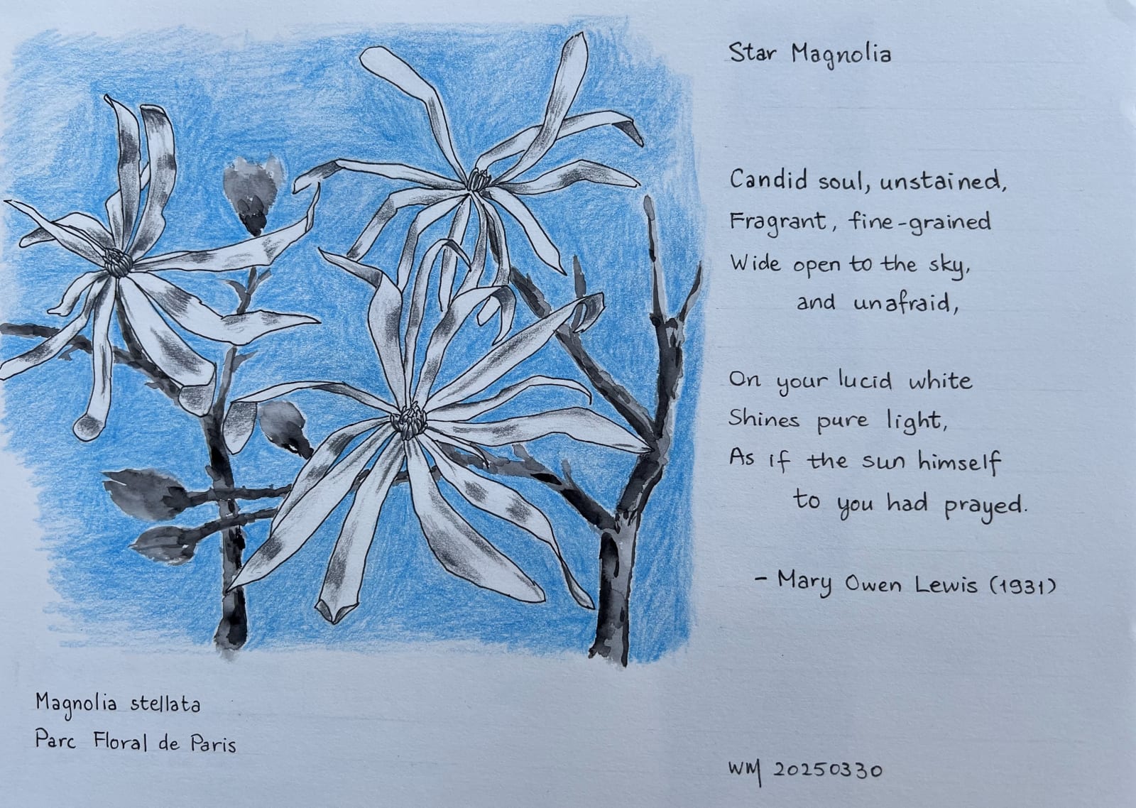 Wai Mei, Star Magnolia, 2025