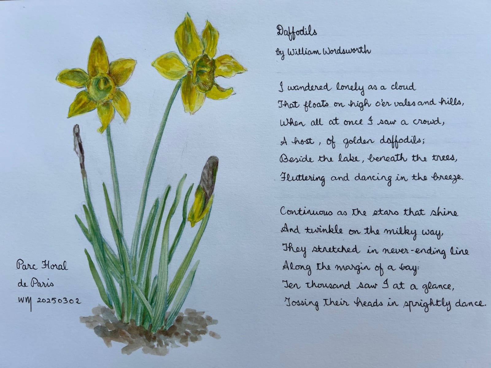 Wai Mei, Daffodils (1/2), 2025