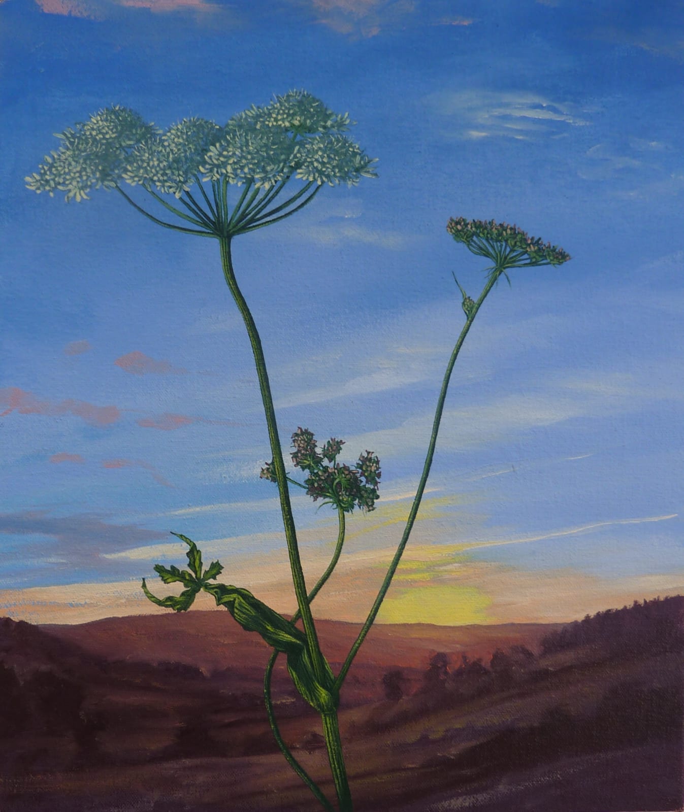 Kim Dewsbury, Flowering Hogweed