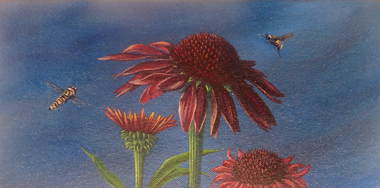 Kim Dewsbury, Garden Life with Echinacea